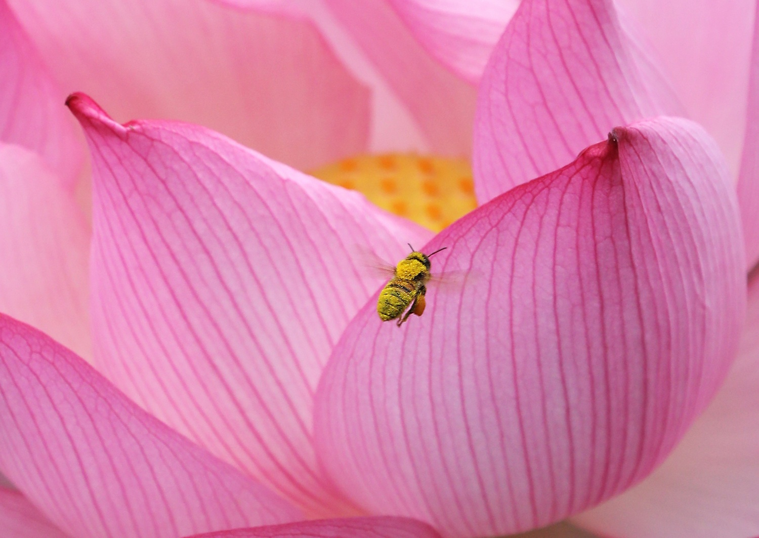 mua sen Ha thanh anh 13