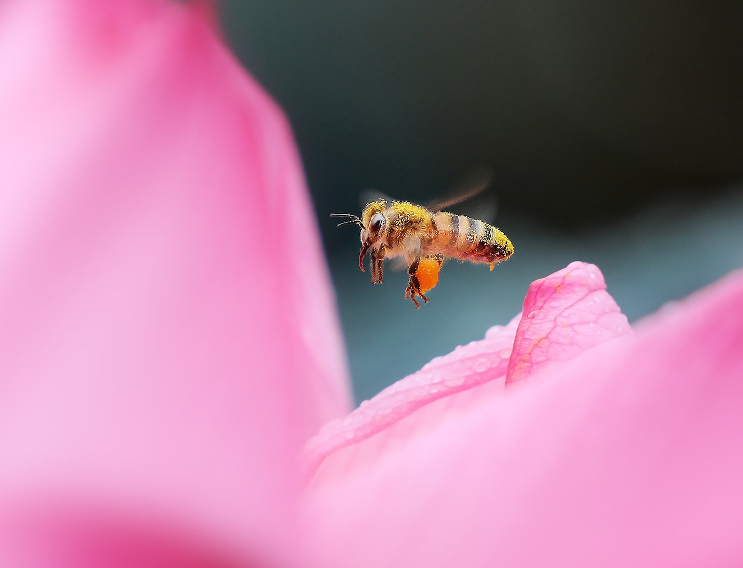 mua sen Ha thanh anh 14