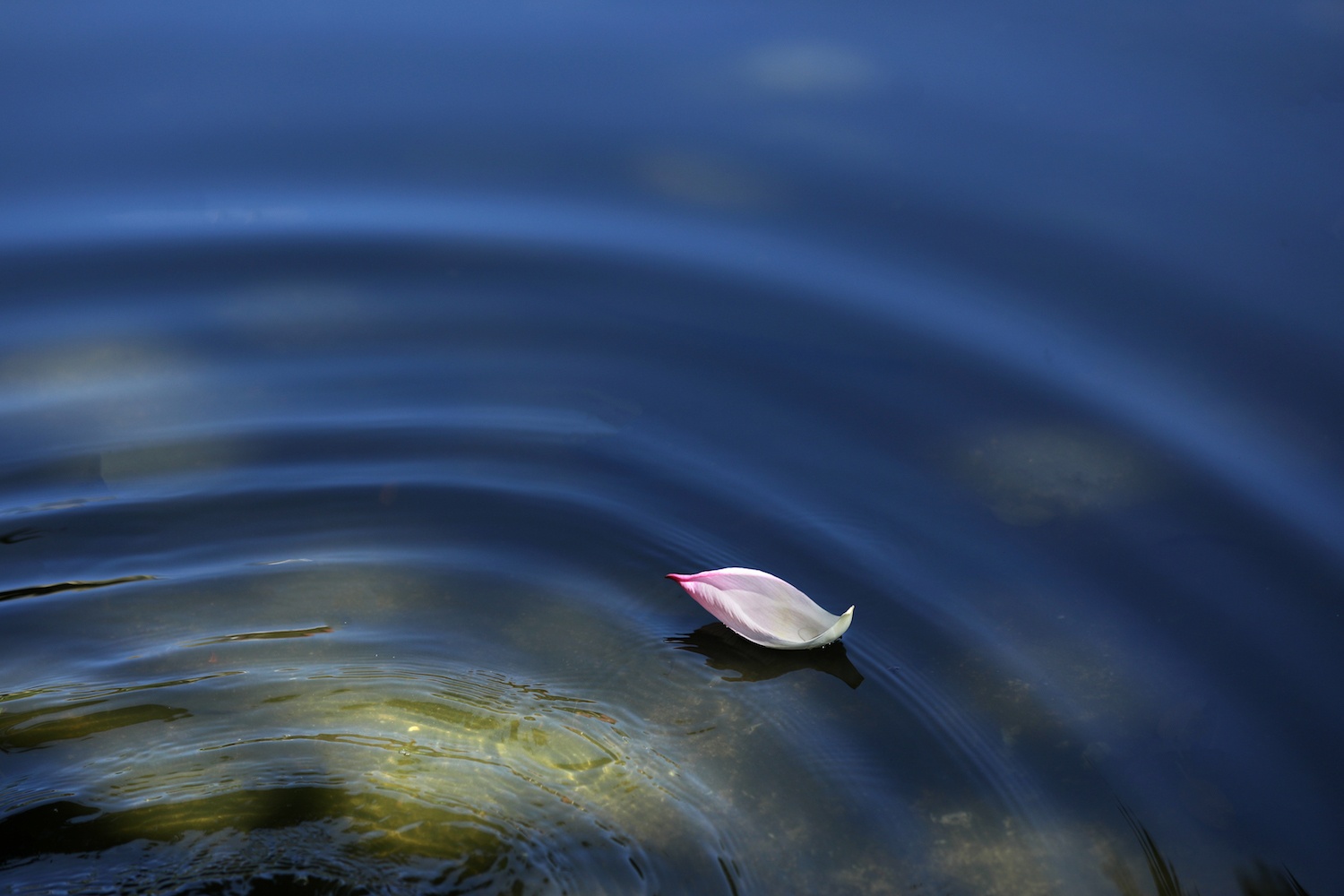 mua sen Ha thanh anh 15