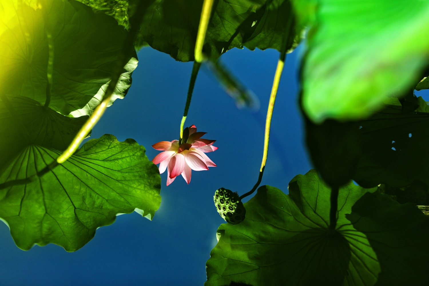 mua sen Ha thanh anh 2