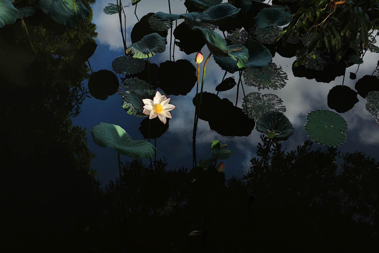 mua sen Ha thanh anh 3