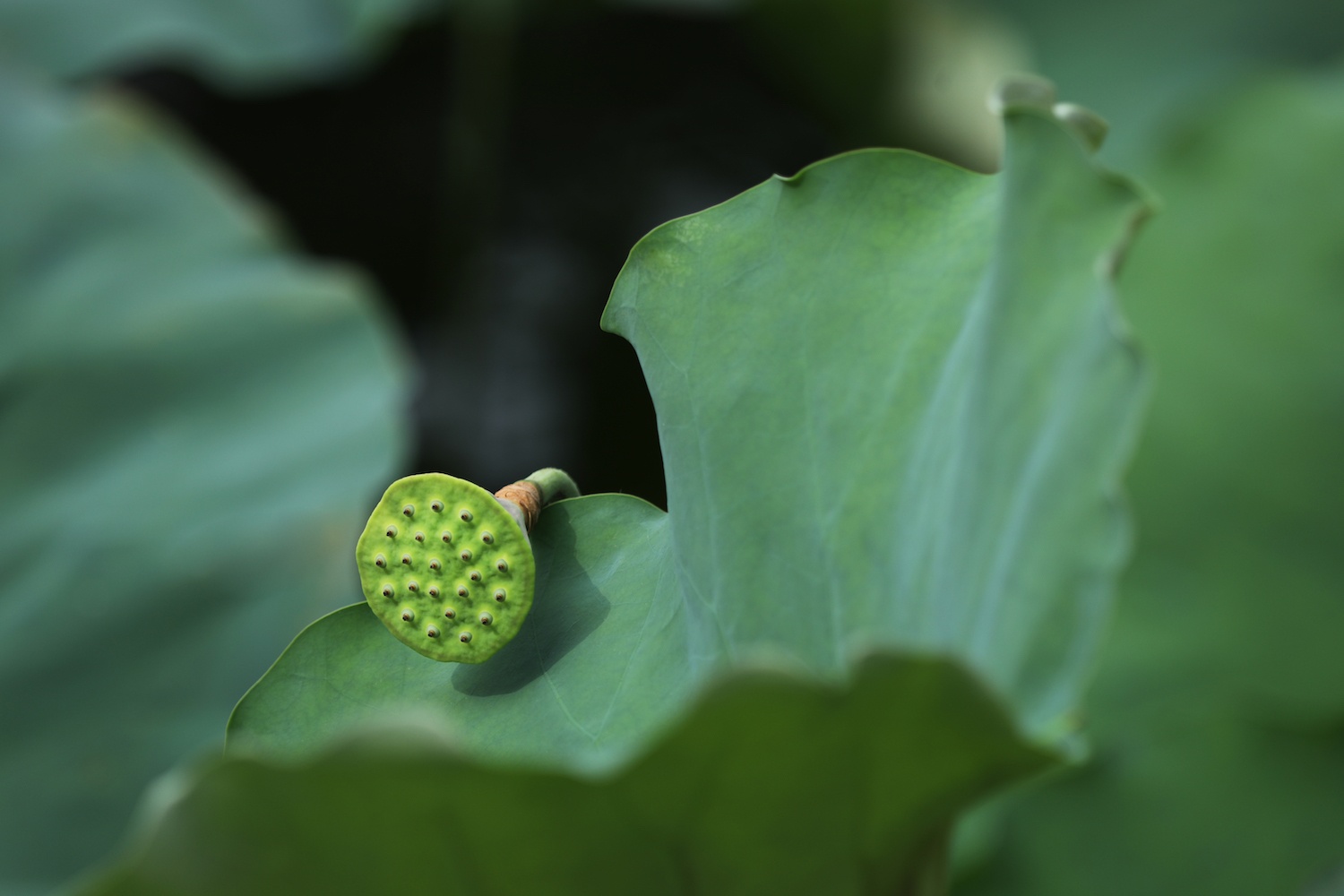 mua sen Ha thanh anh 4