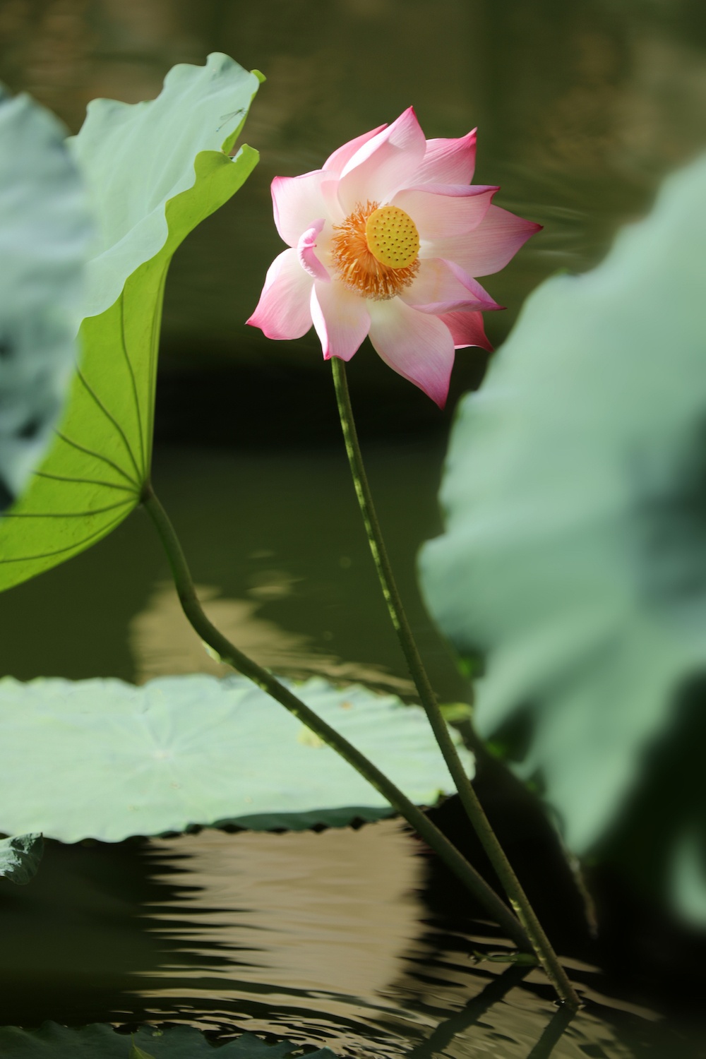 mua sen Ha thanh anh 5