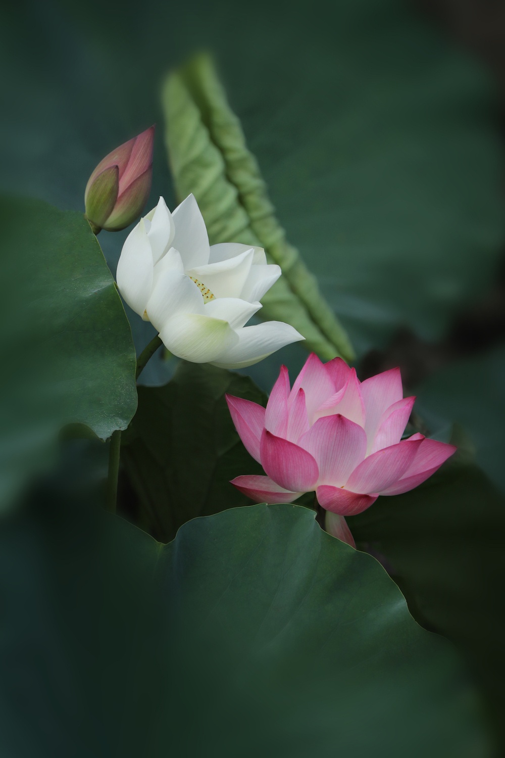 mua sen Ha thanh anh 6