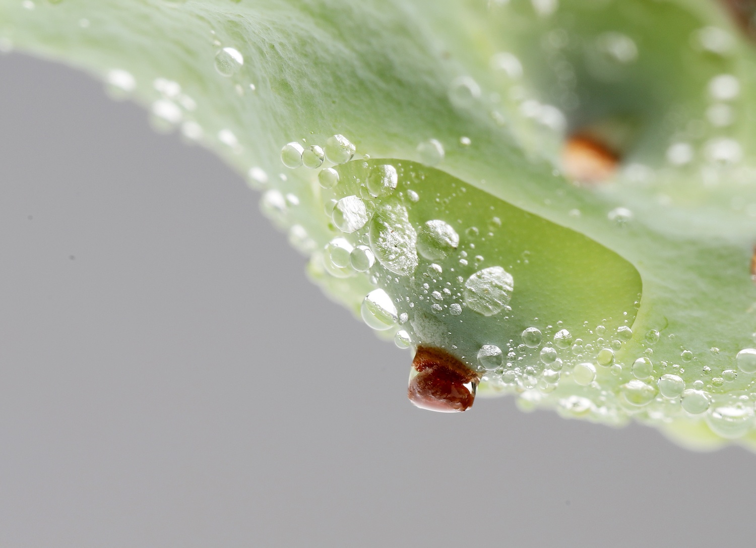 mua sen Ha thanh anh 7