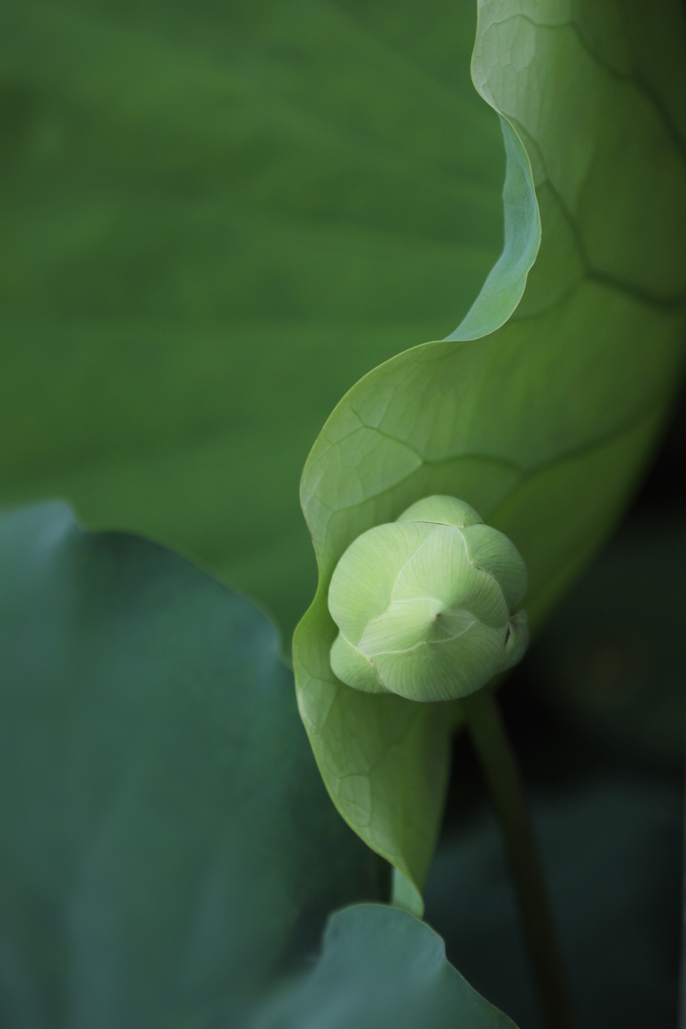 mua sen Ha thanh anh 8