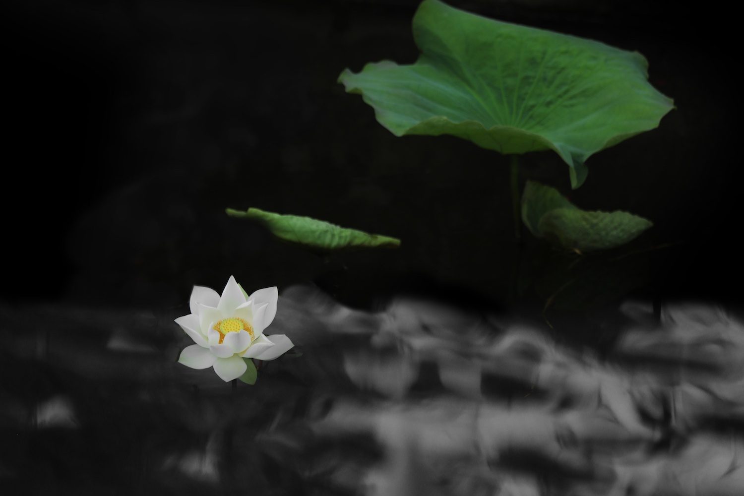 mua sen Ha thanh anh 9