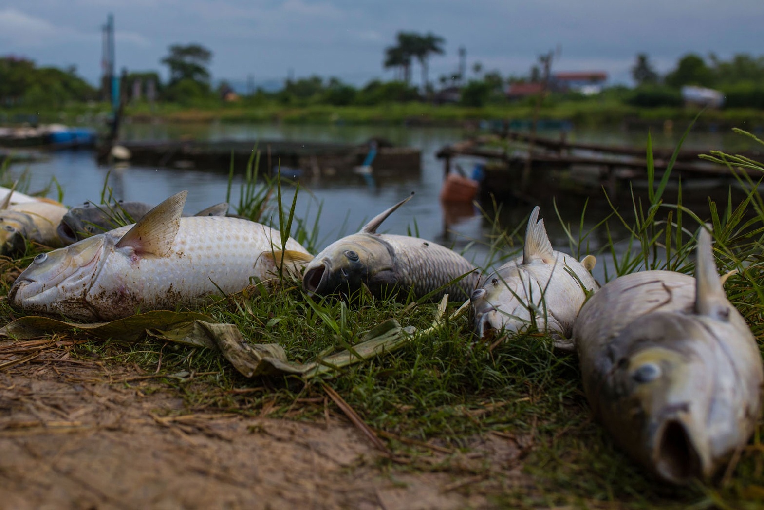 Ca chet hang loat vi nang, nguoi nuoi o Hue mat bac ty hinh anh