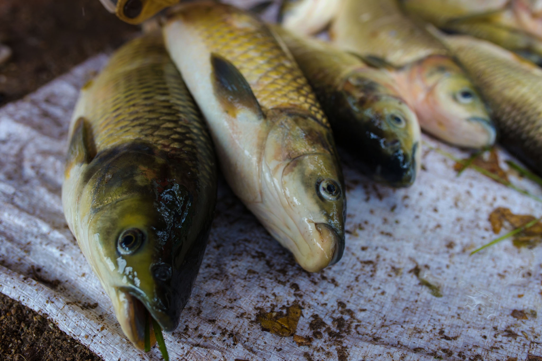 ca chet o Hue vi nang nong anh 1