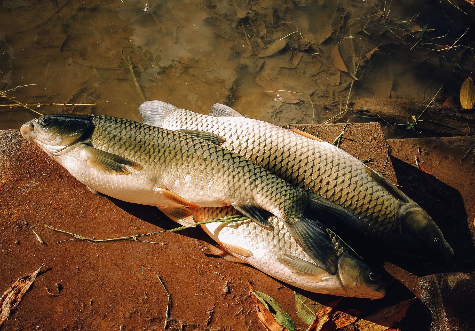 ca chet o Hue vi nang nong anh 11