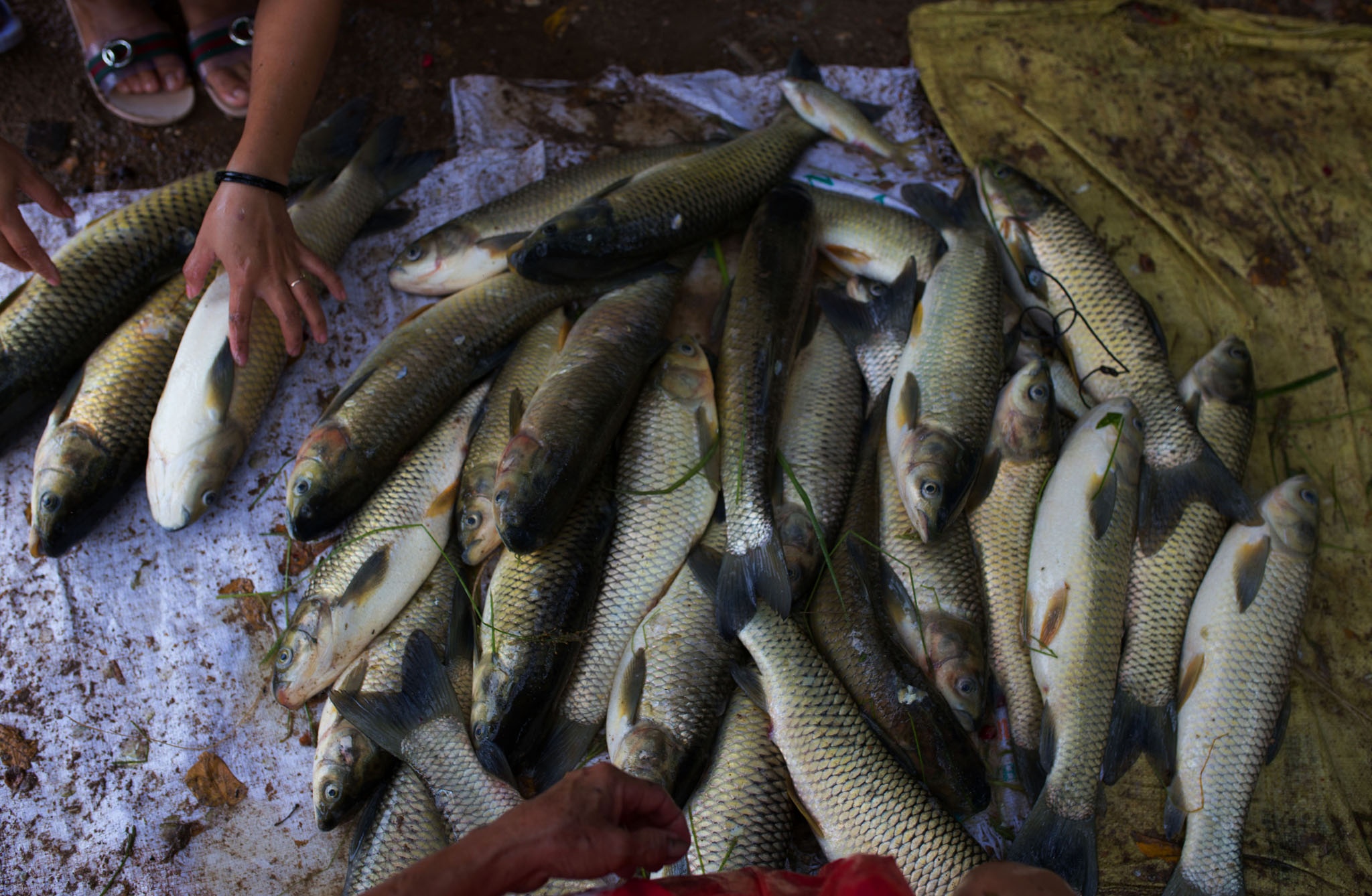 ca chet o Hue vi nang nong anh 5