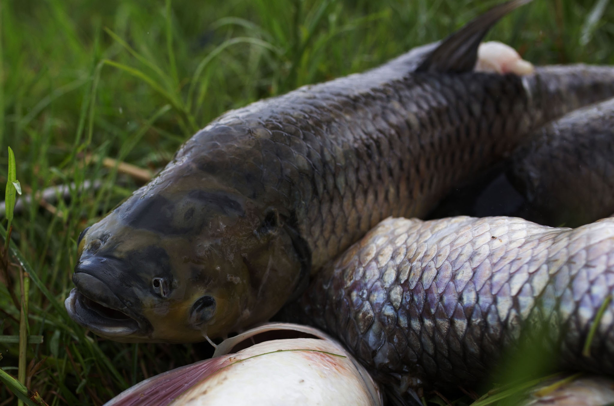 ca chet o Hue vi nang nong anh 6