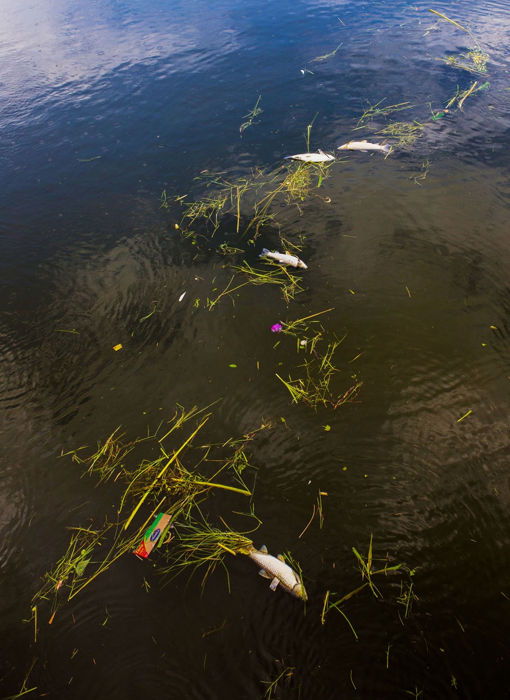 ca chet o Hue vi nang nong anh 2