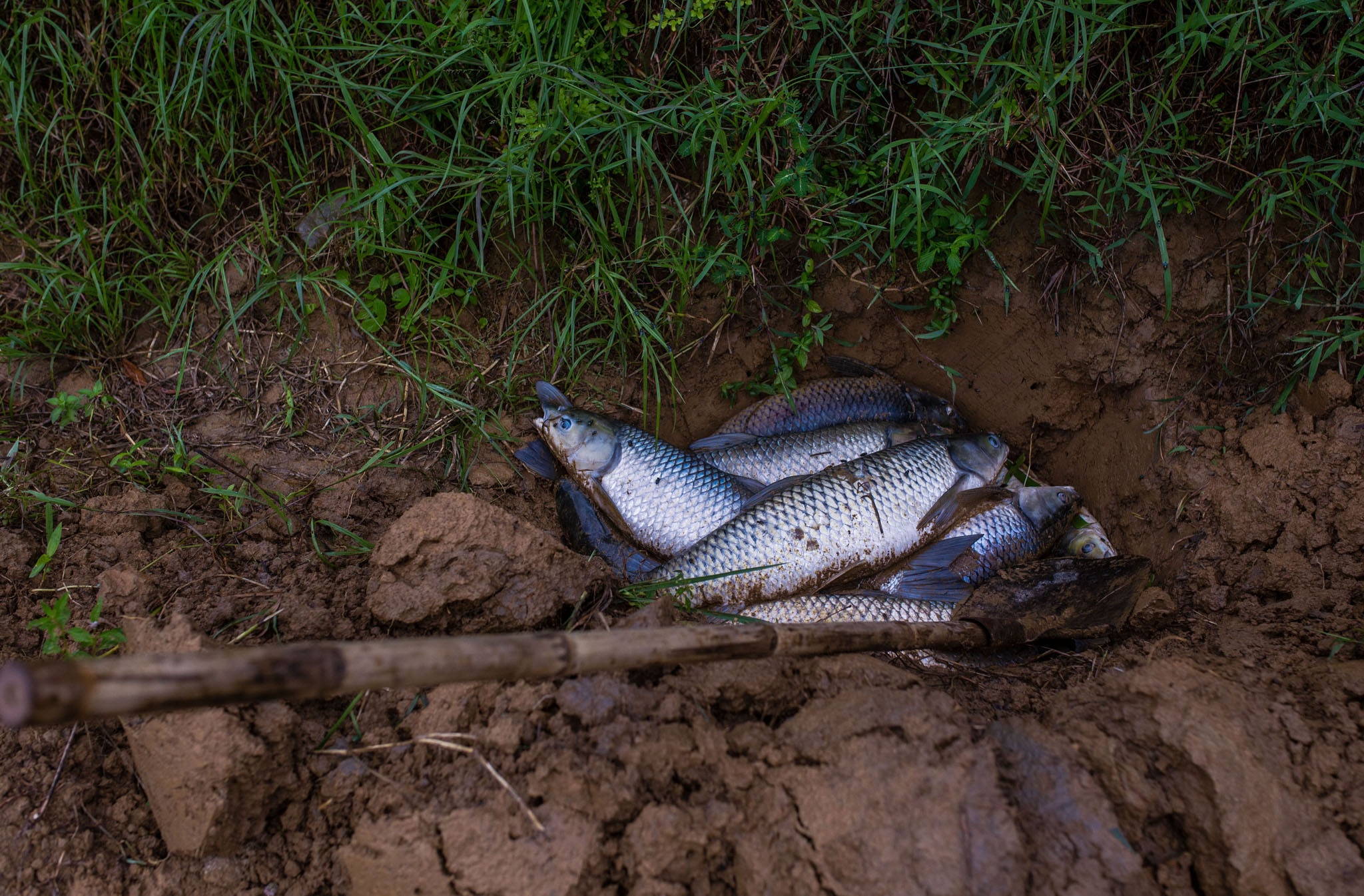 ca chet o Hue vi nang nong anh 9