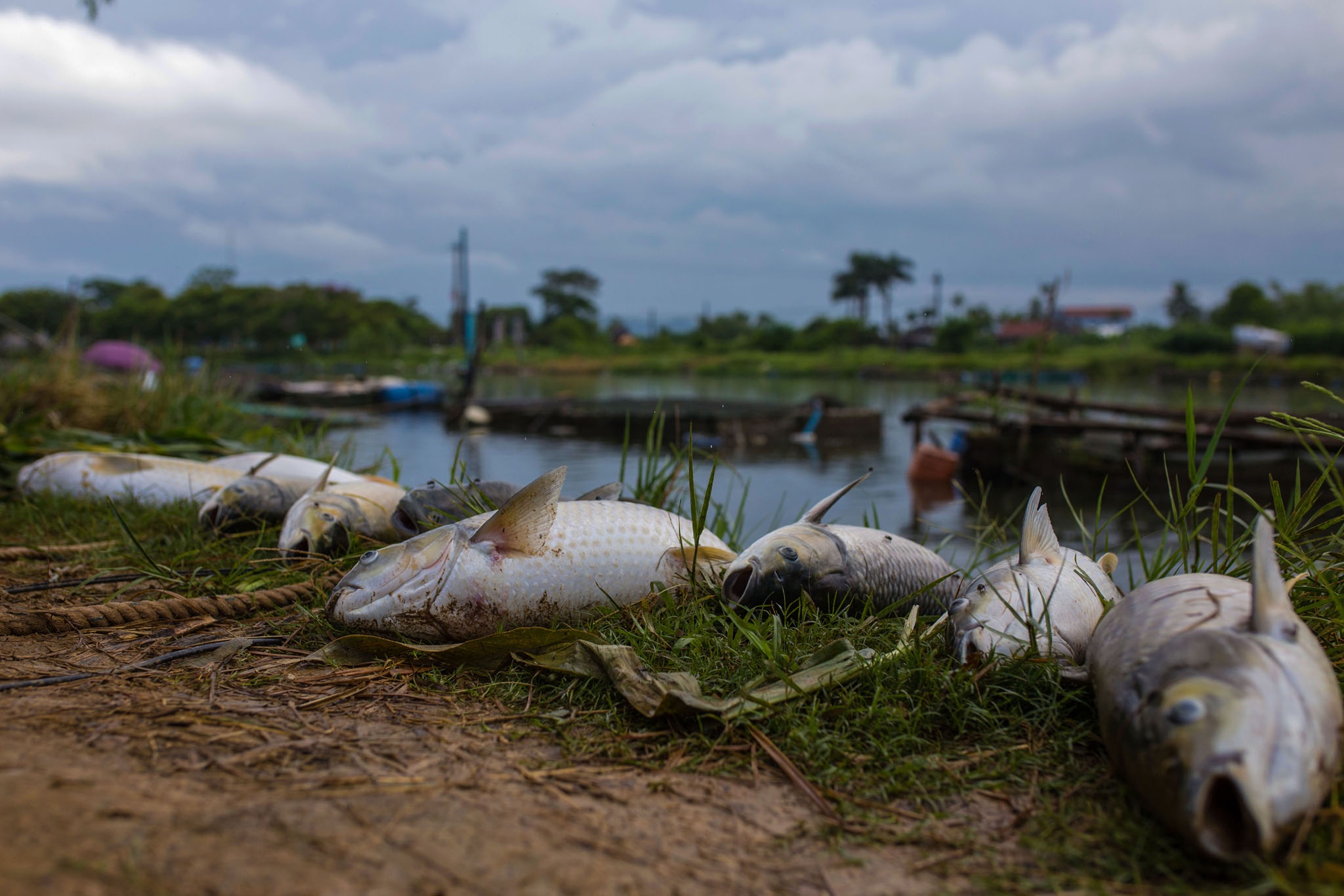 ca chet o Hue vi nang nong anh 4