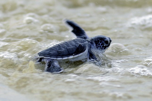 Rua bien moi no o Cu Lao Cham dua nhau ve voi tu nhien hinh anh