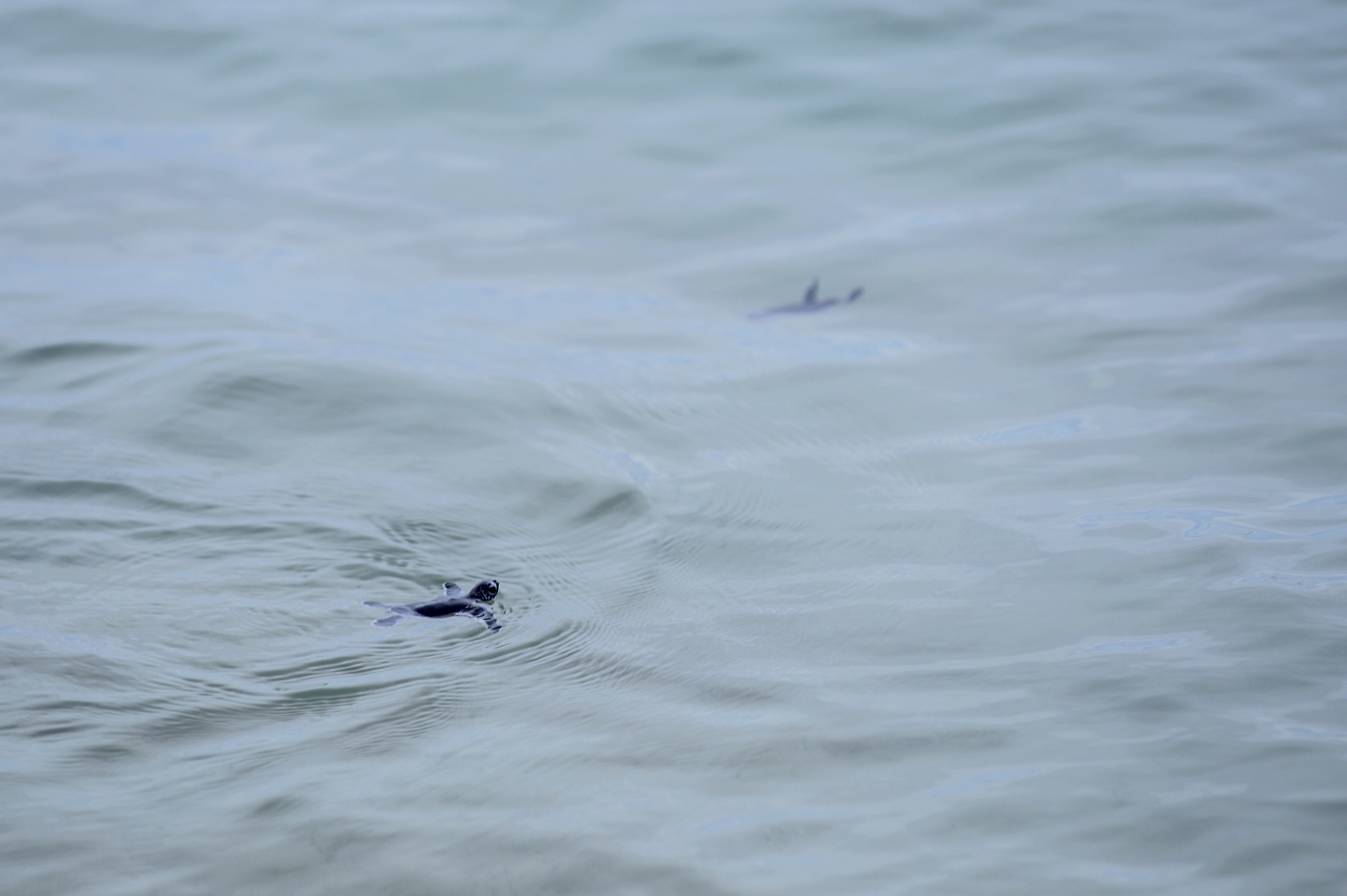 Rua bien moi no o Cu Lao Cham anh 4