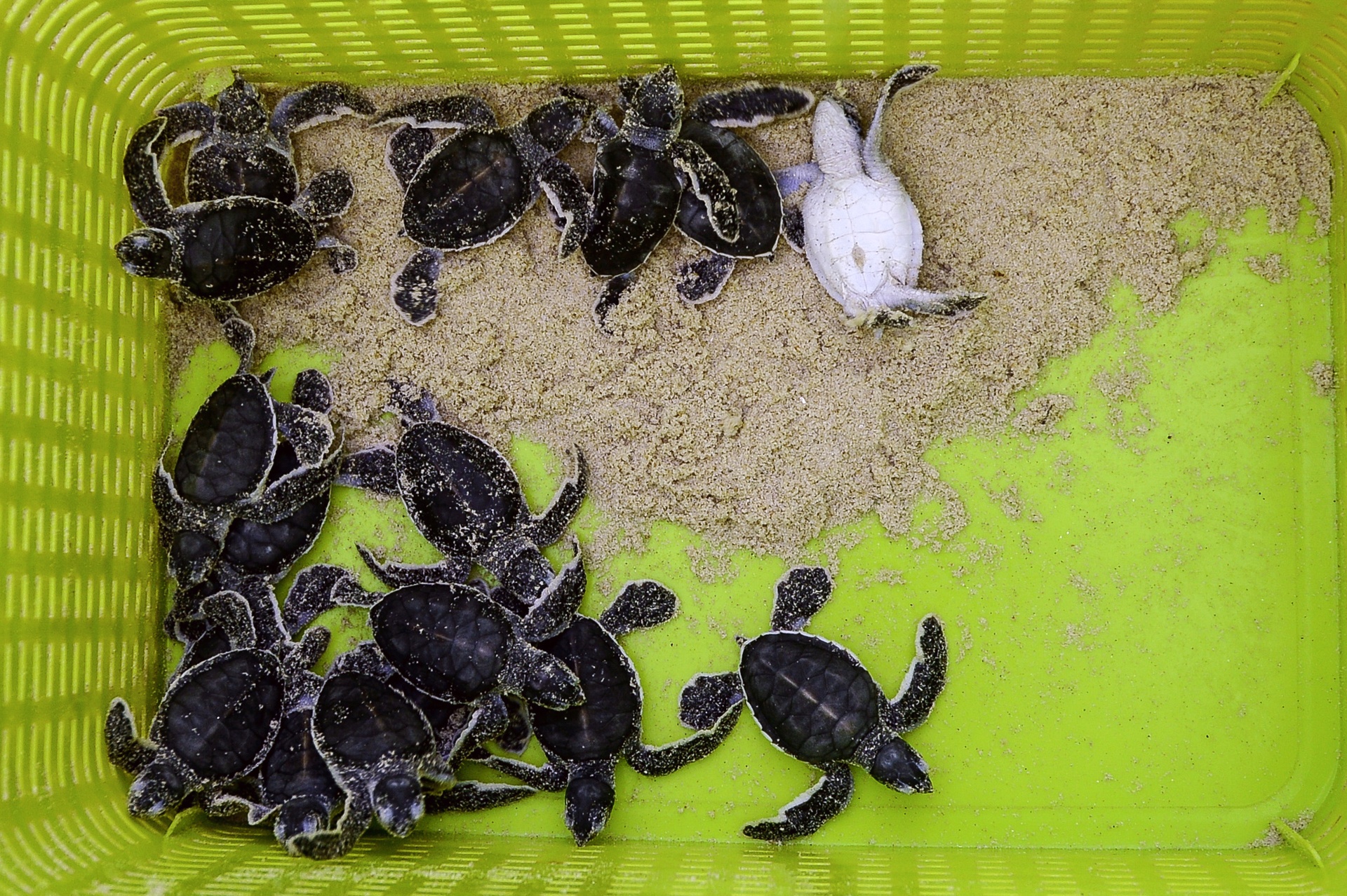 Rua bien moi no o Cu Lao Cham anh 10