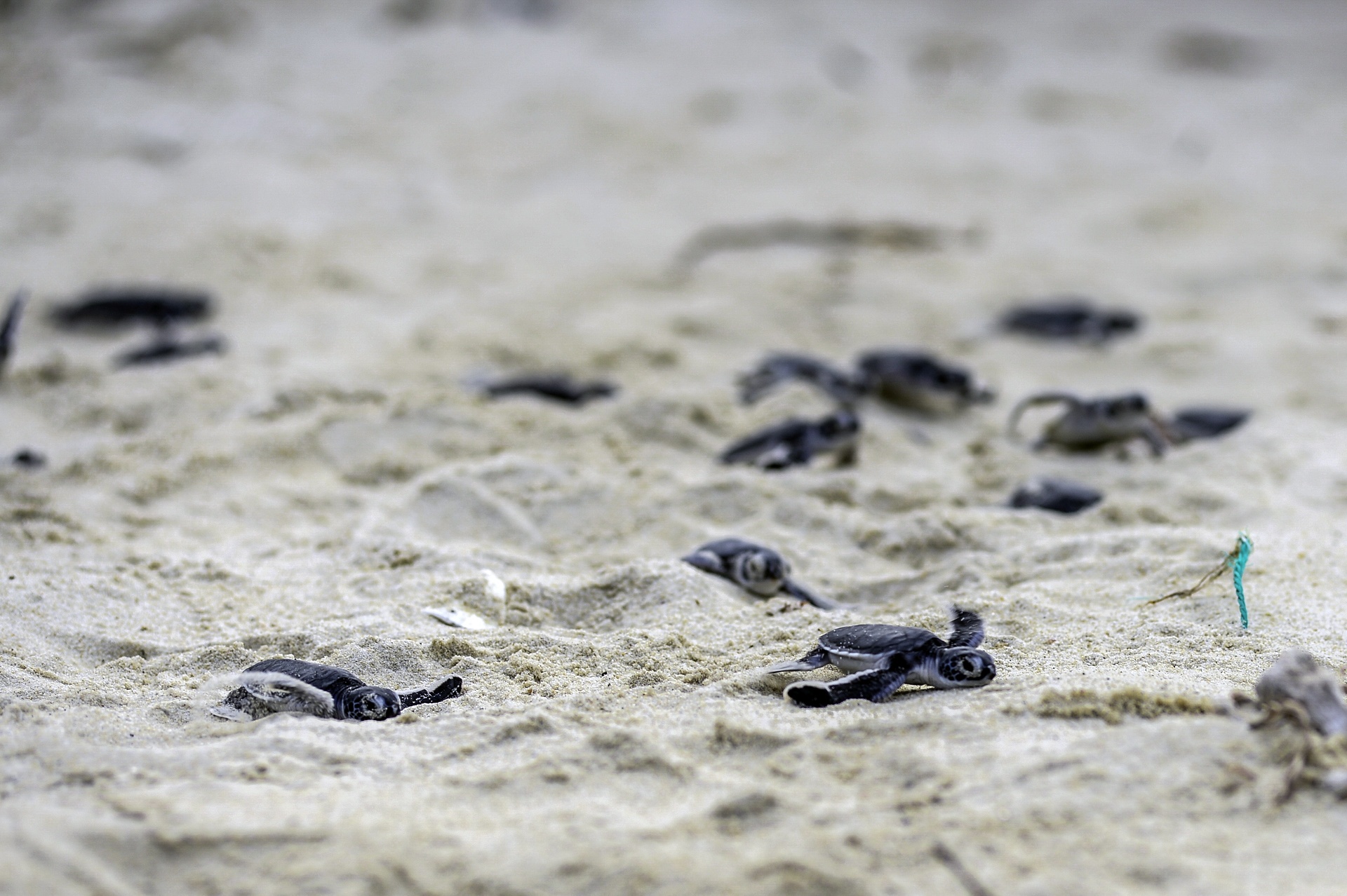 Rua bien moi no o Cu Lao Cham anh 2