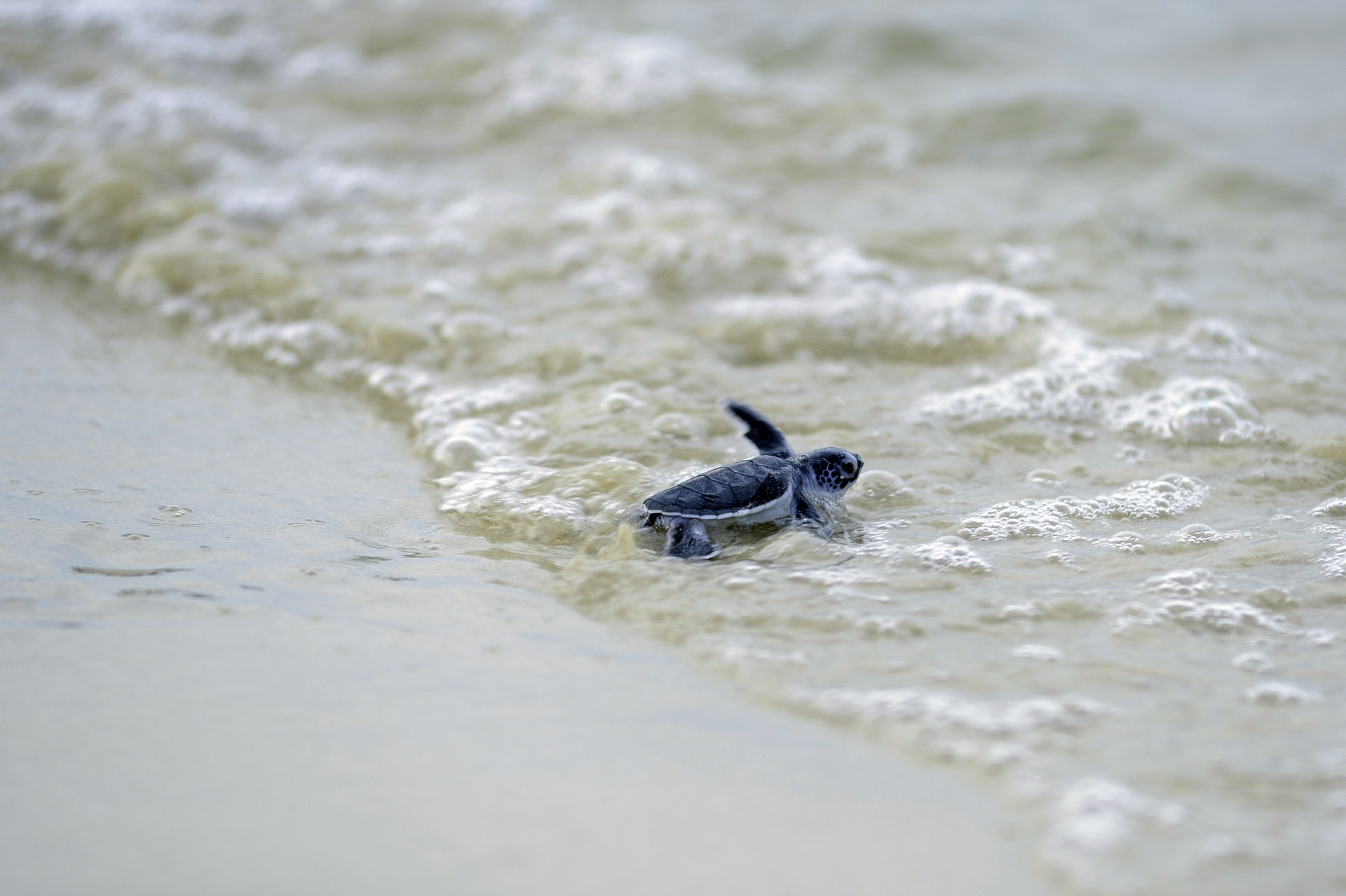 Rua bien moi no o Cu Lao Cham anh 3