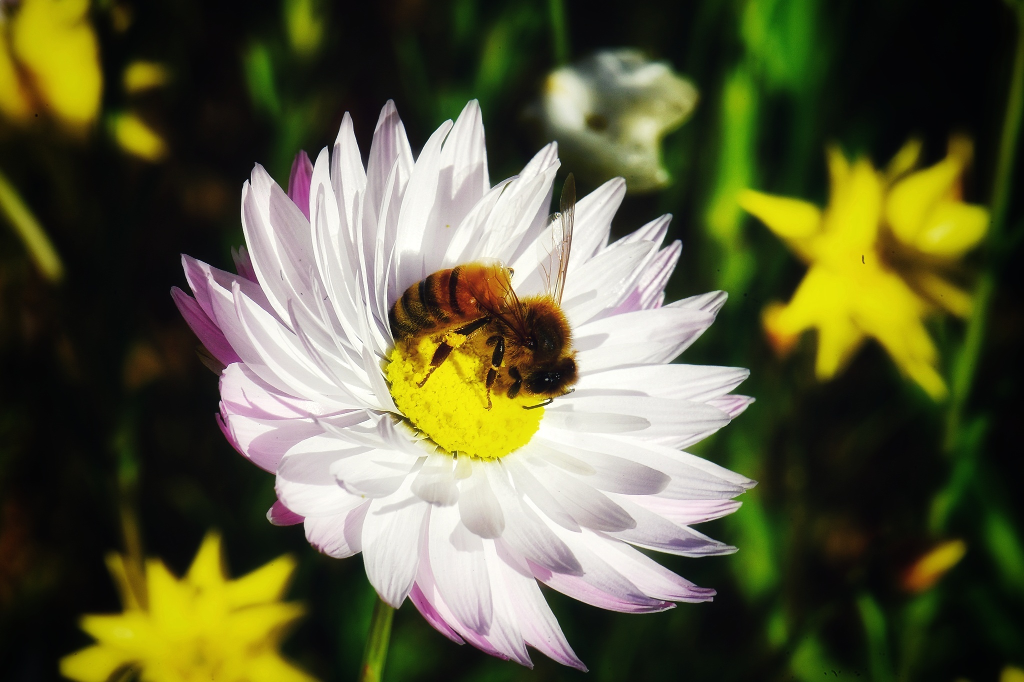 du lich Perth o Australia anh 9