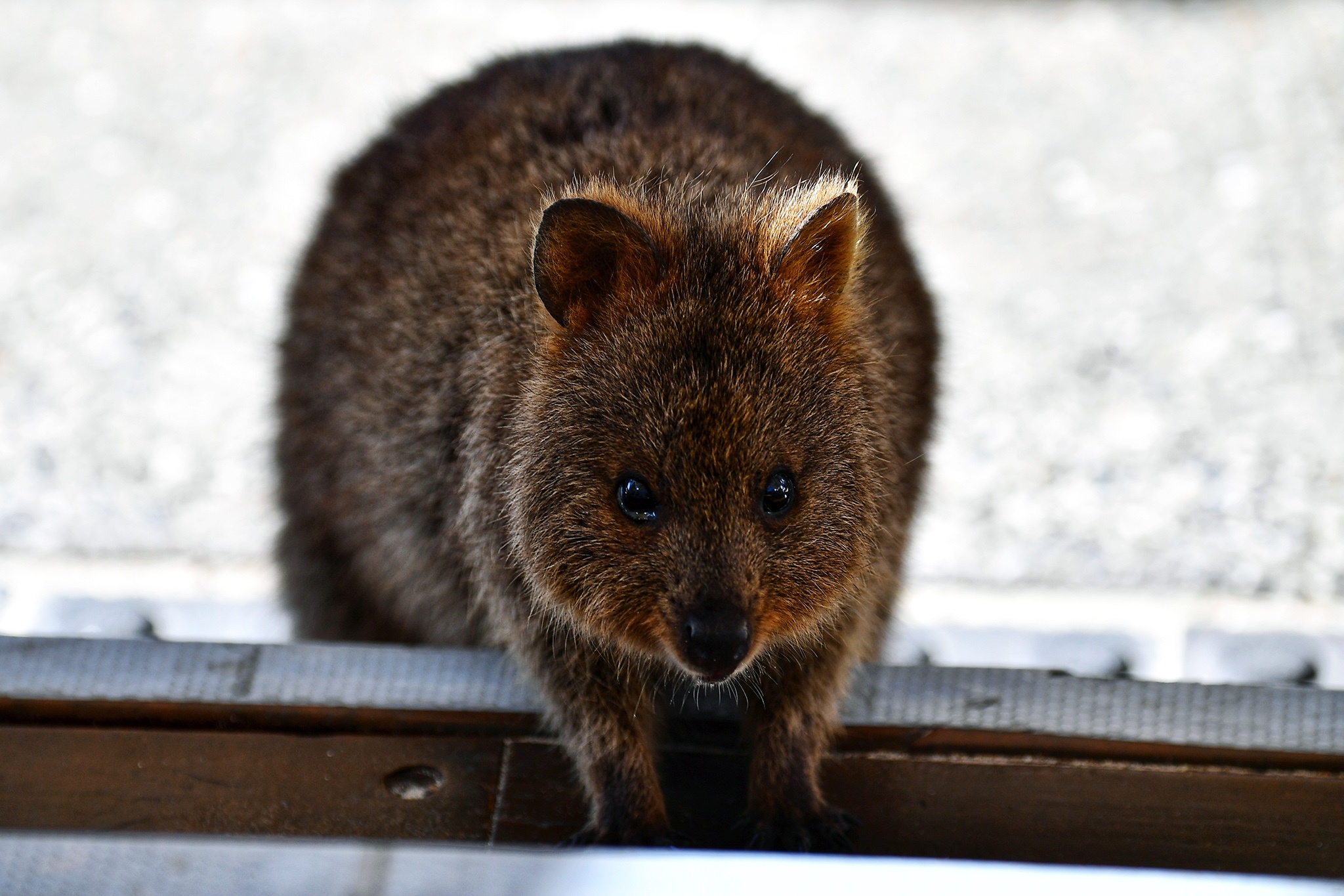 du lich Perth o Australia anh 40