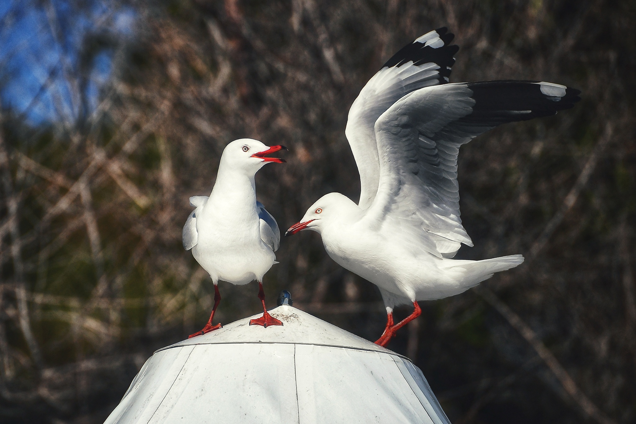du lich Perth o Australia anh 36