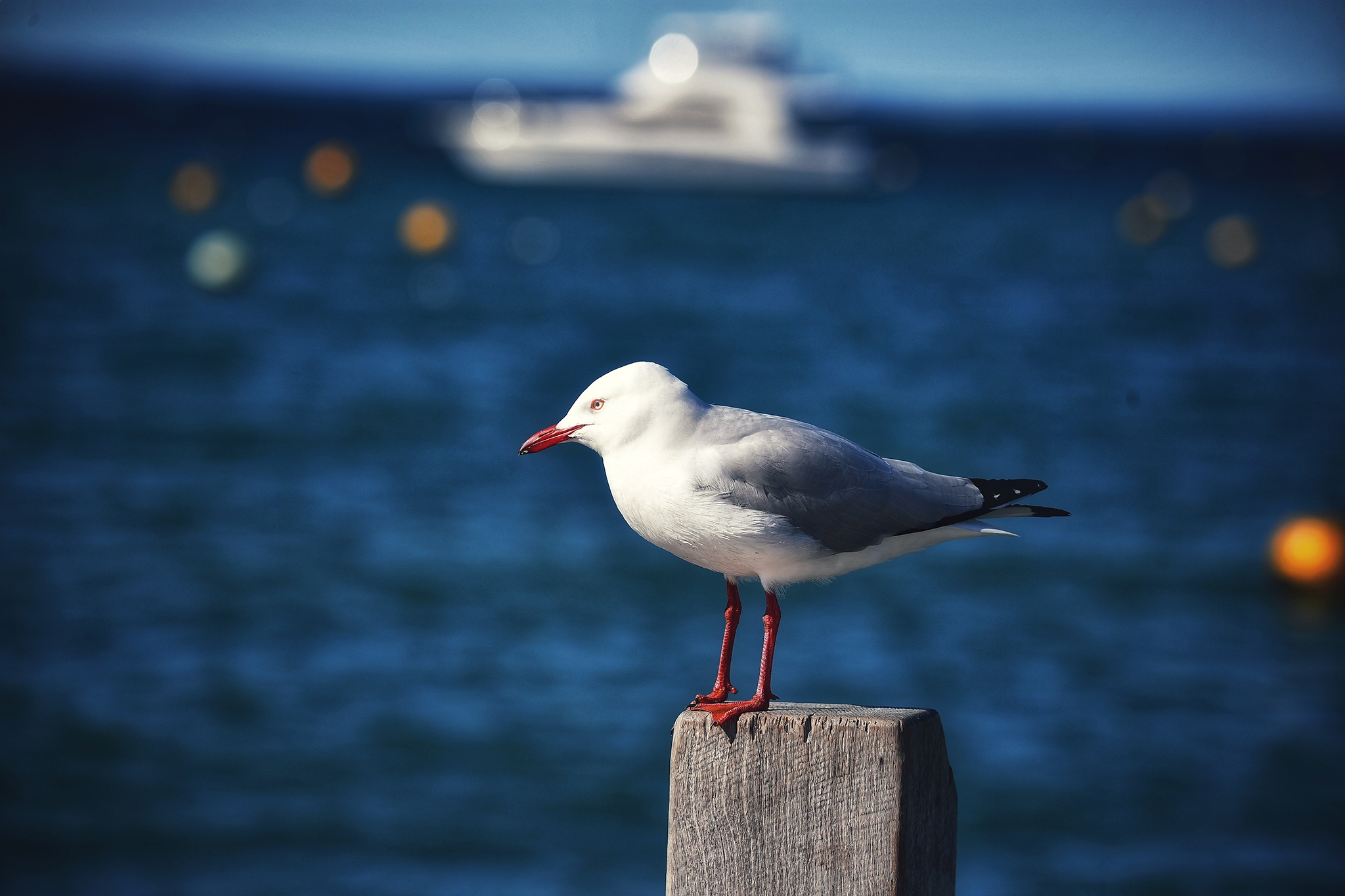 du lich Perth o Australia anh 38