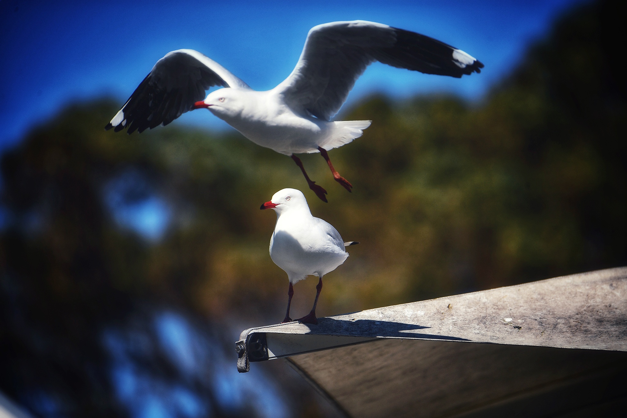 du lich Perth o Australia anh 35