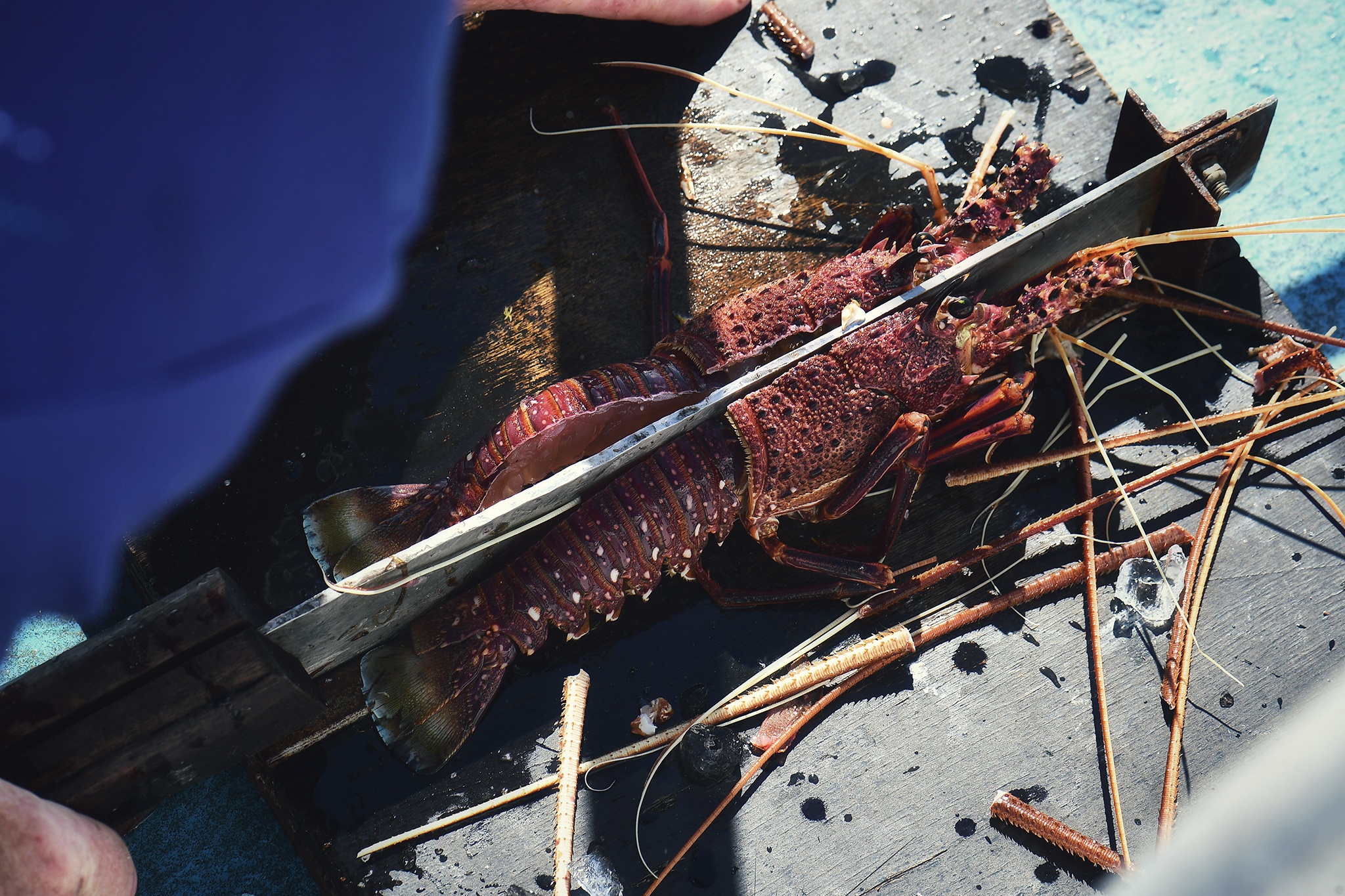 cau tom hum o Perth anh 9