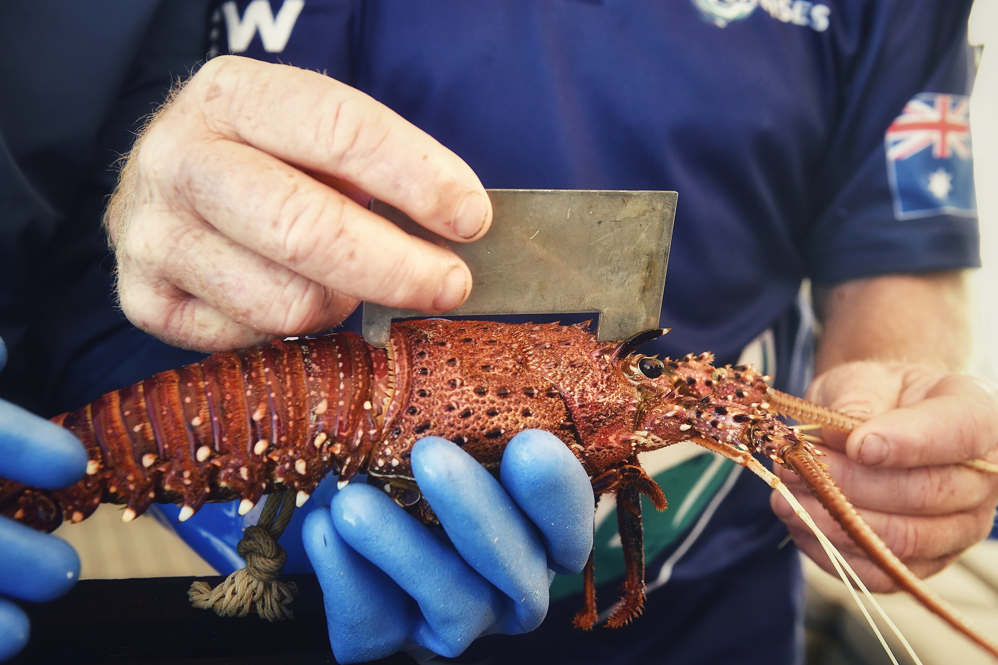 cau tom hum o Perth anh 7