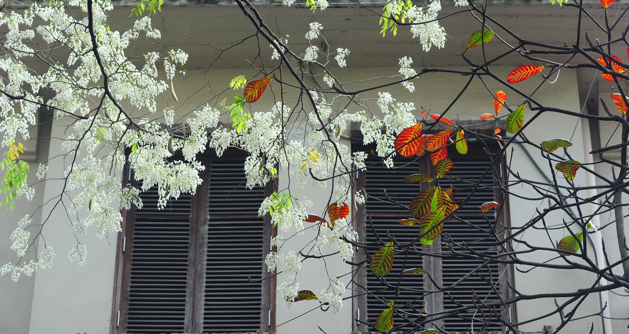 cảnh đẹp Hà Nội ảnh 15 canh dep Ha Noi anh 15