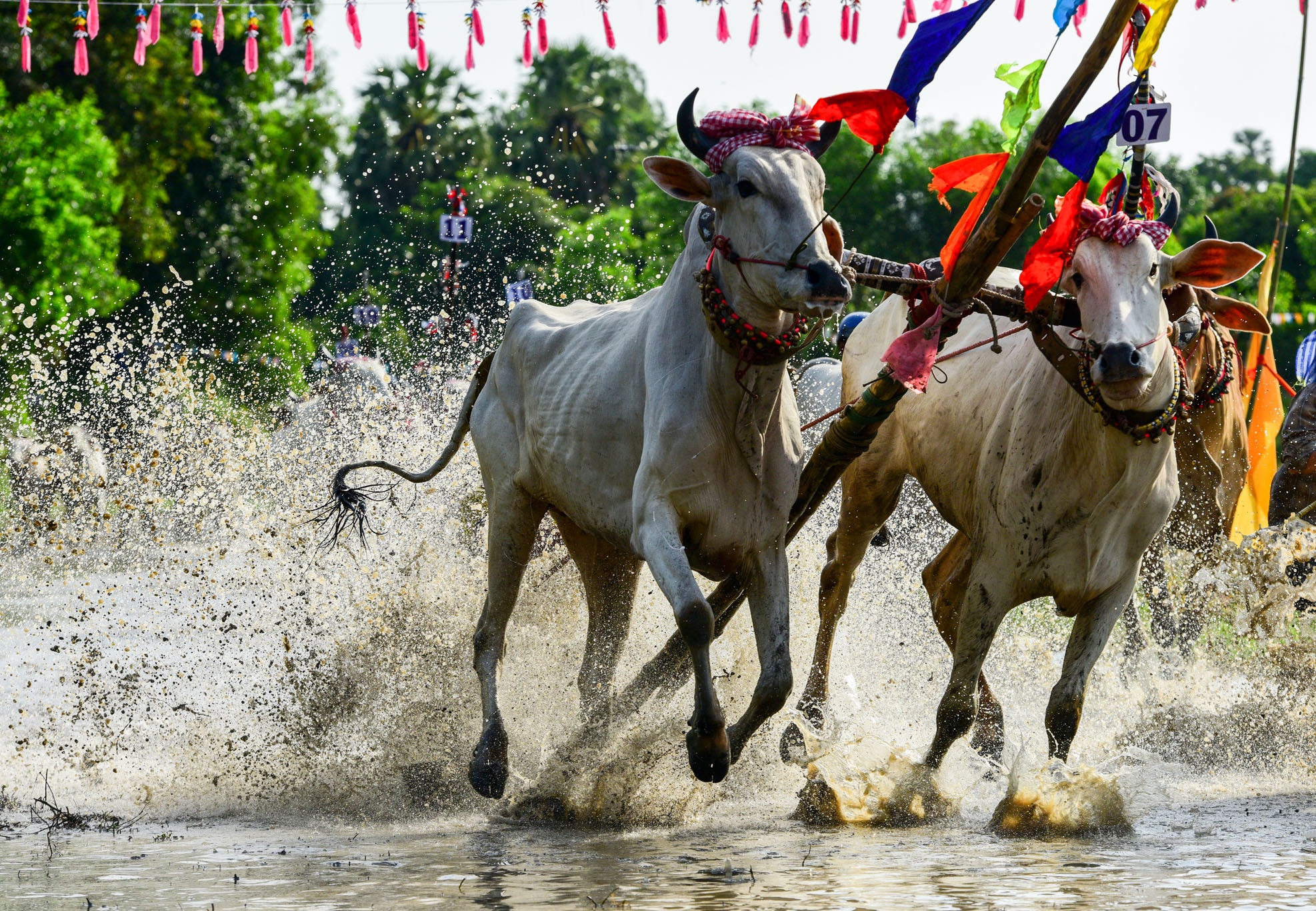 dua bo An Giang anh 12