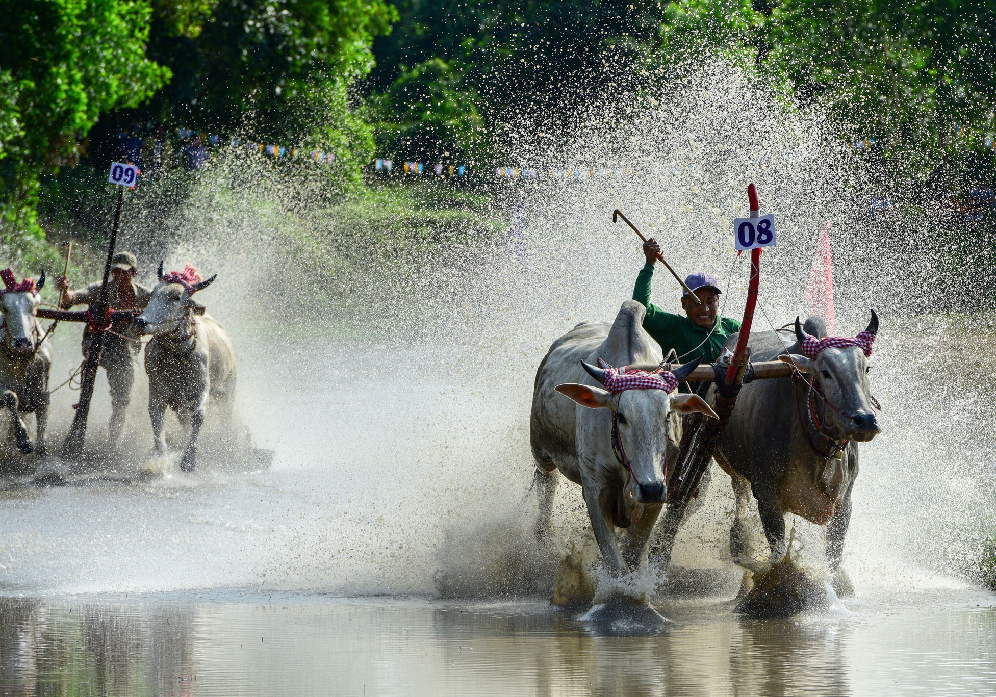 dua bo An Giang anh 9