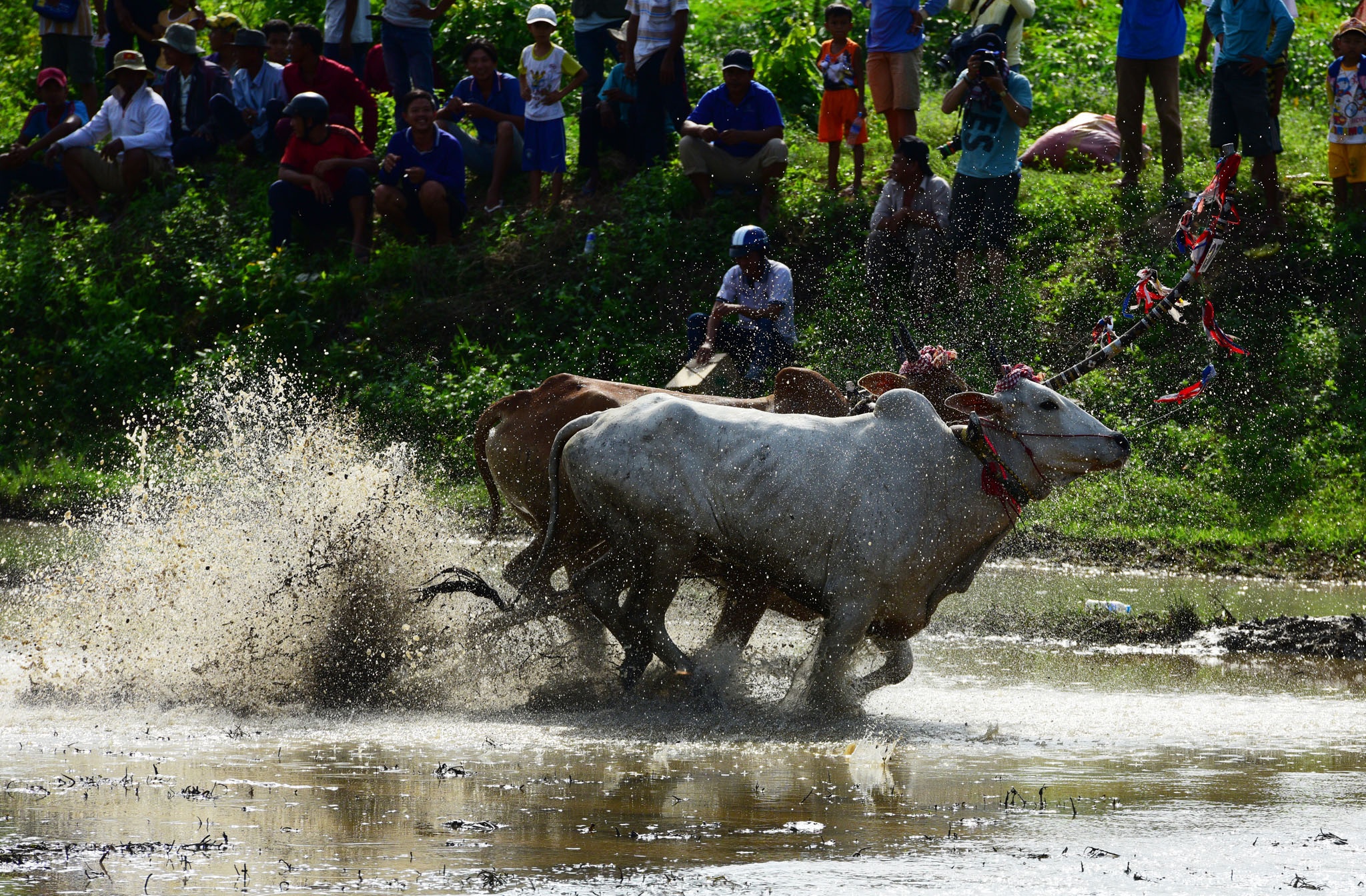 dua bo An Giang anh 10