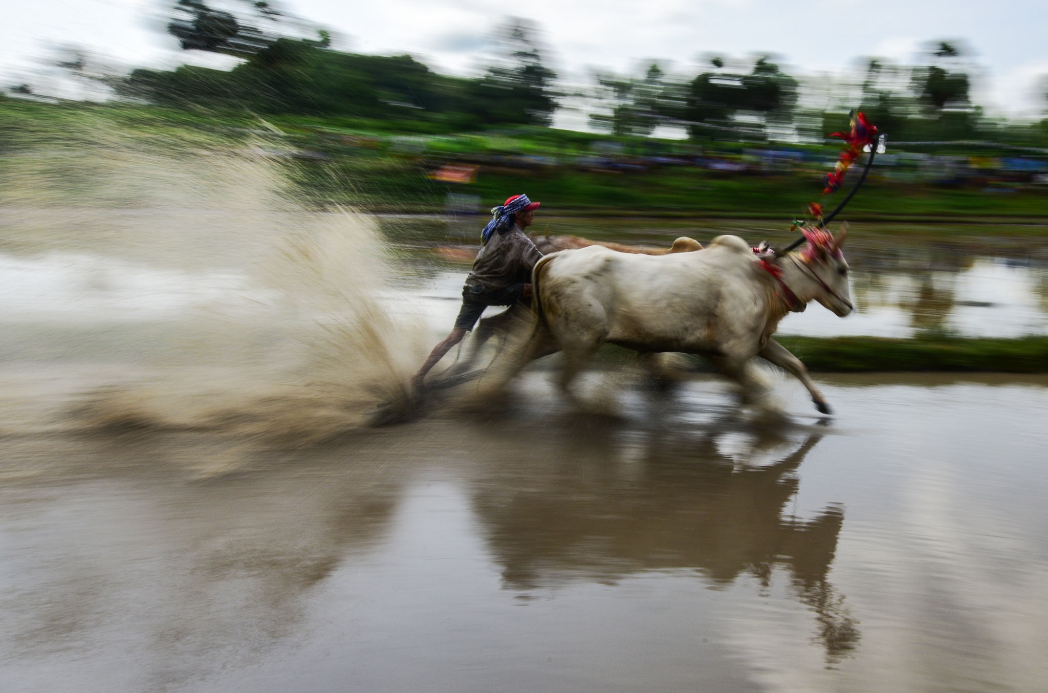 dua bo An Giang anh 11