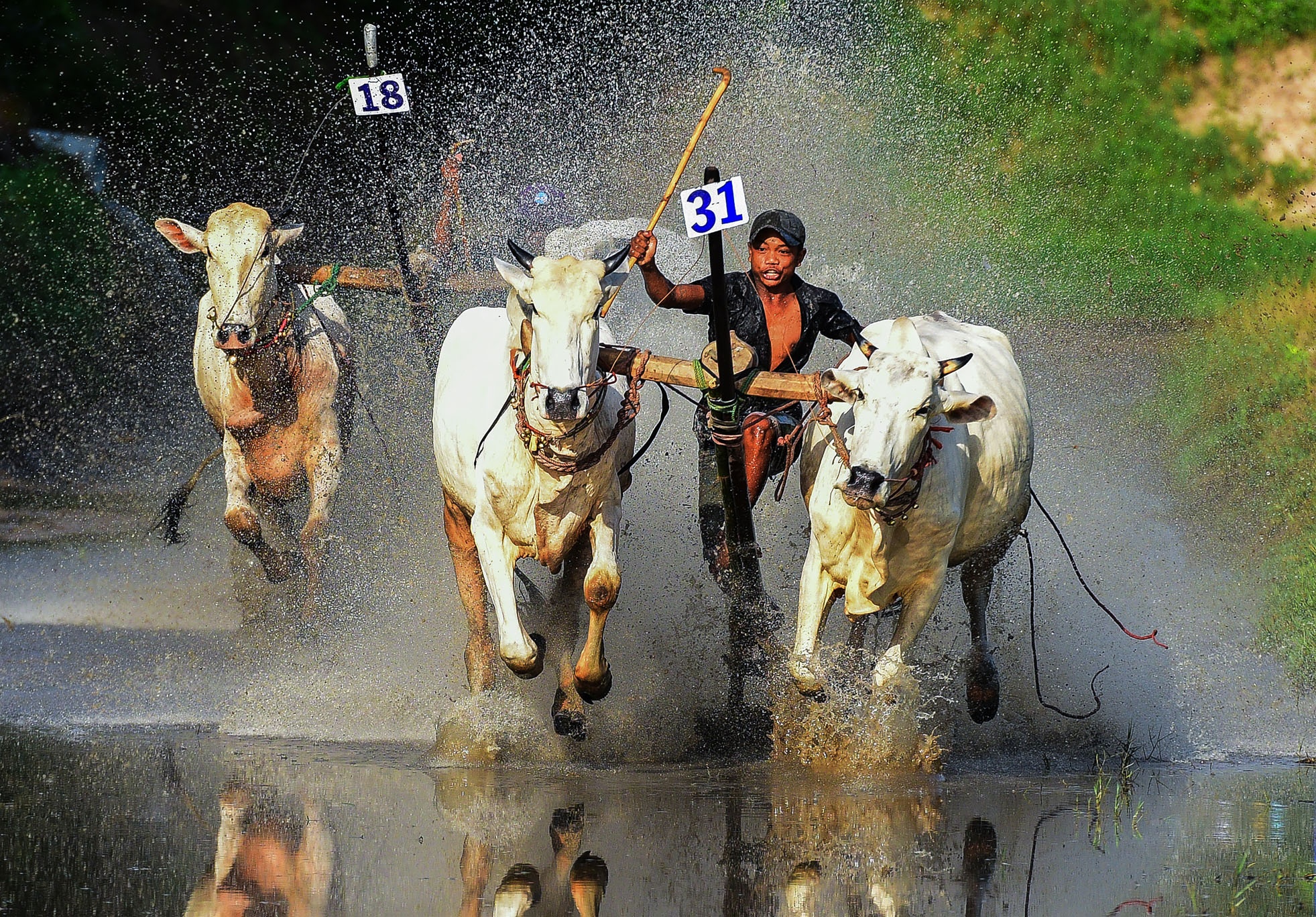 dua bo An Giang anh 7