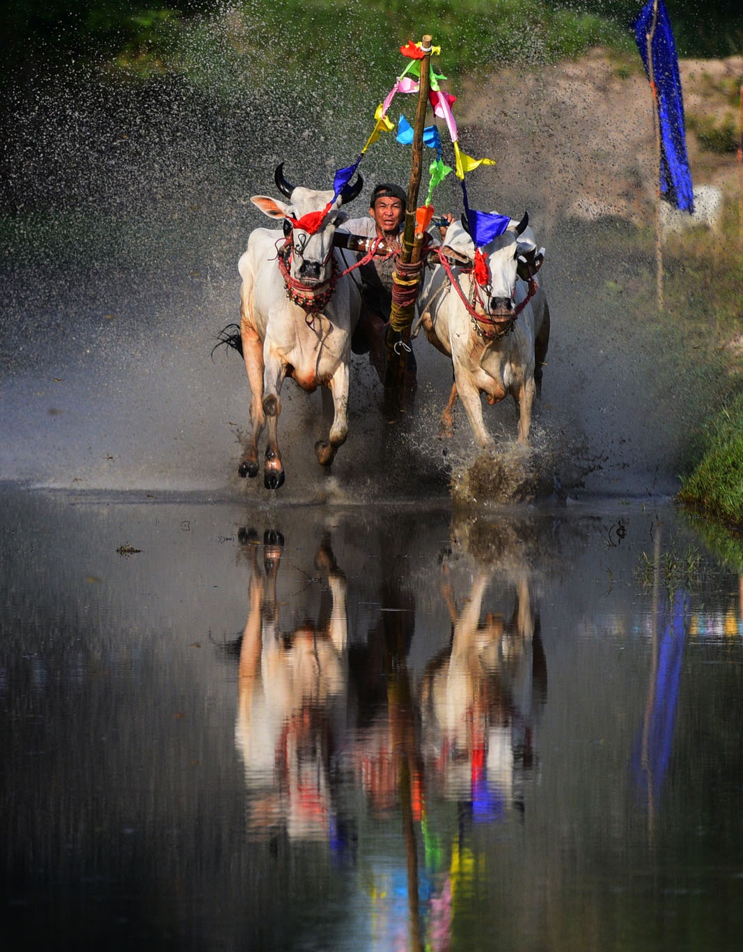 dua bo An Giang anh 13