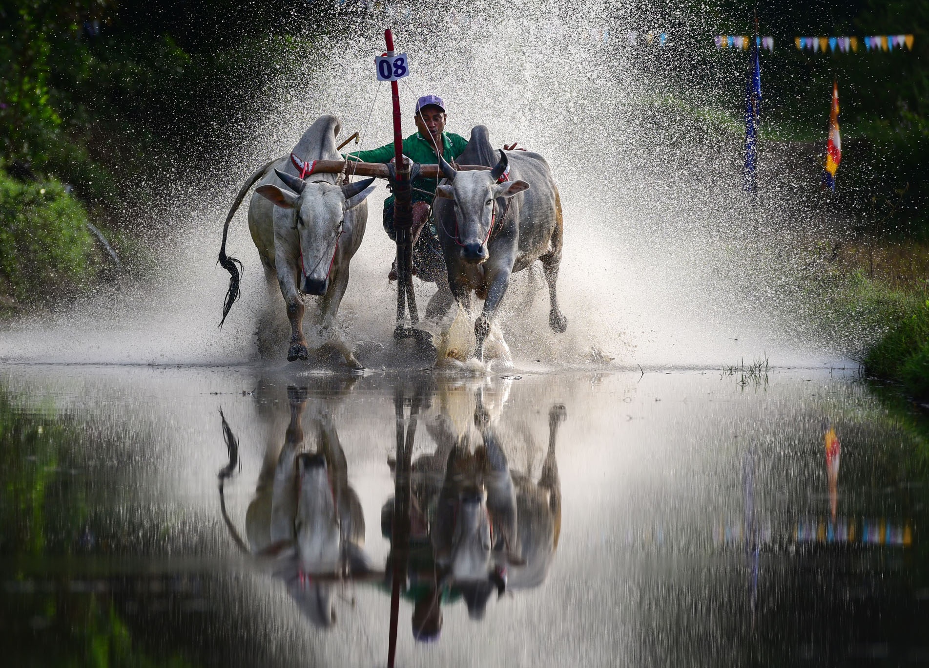 dua bo An Giang anh 8