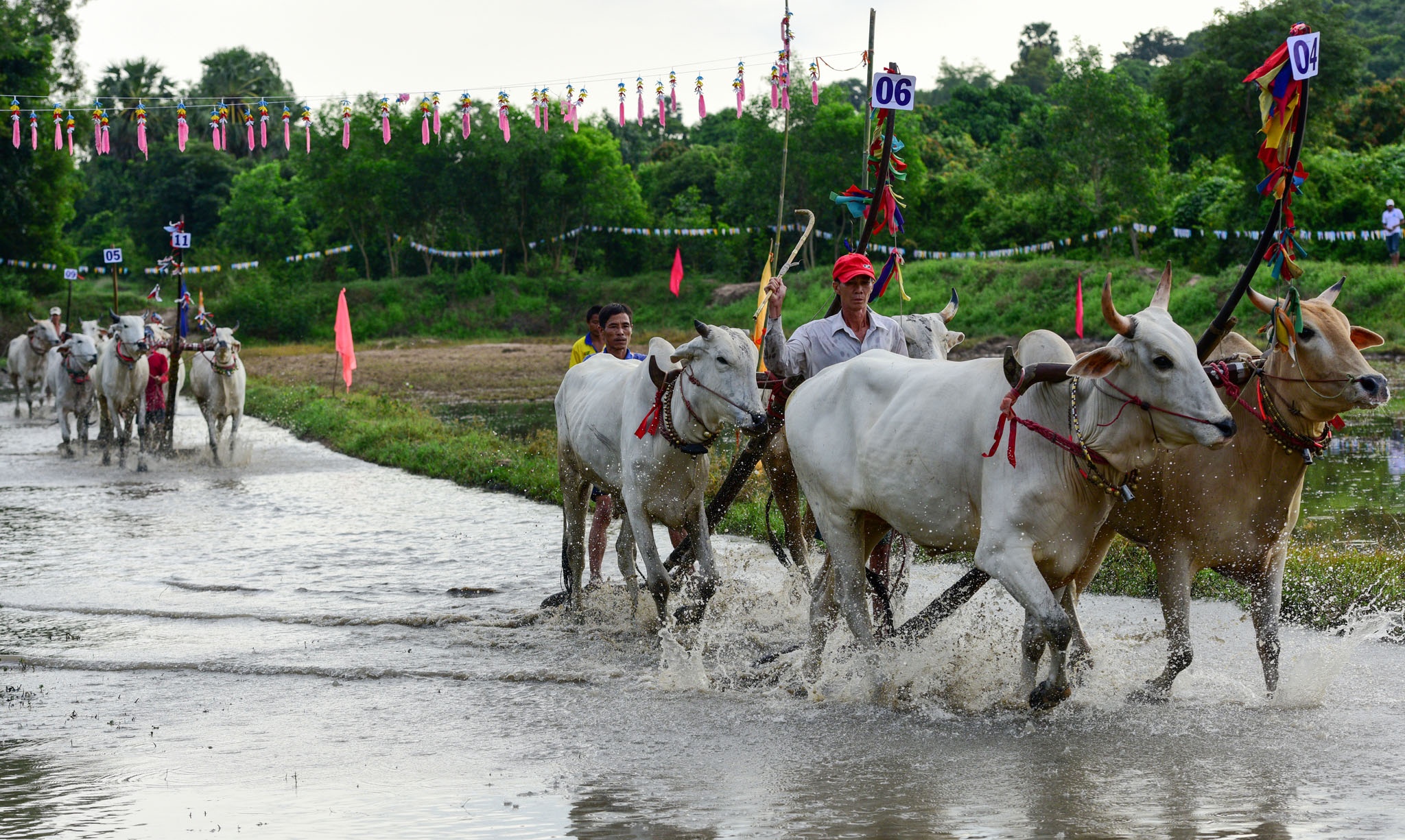 dua bo An Giang anh 6