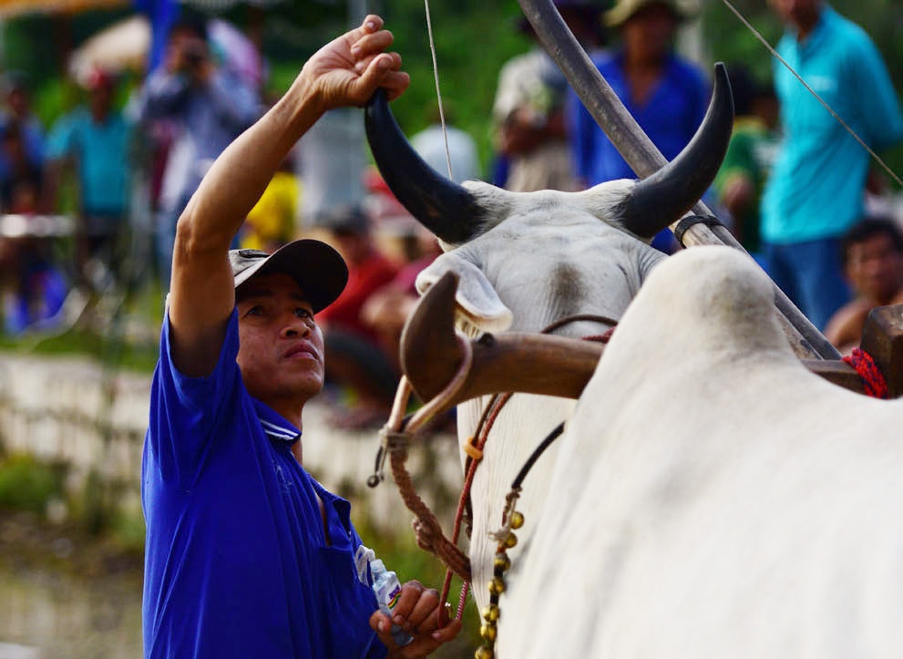 dua bo An Giang anh 1