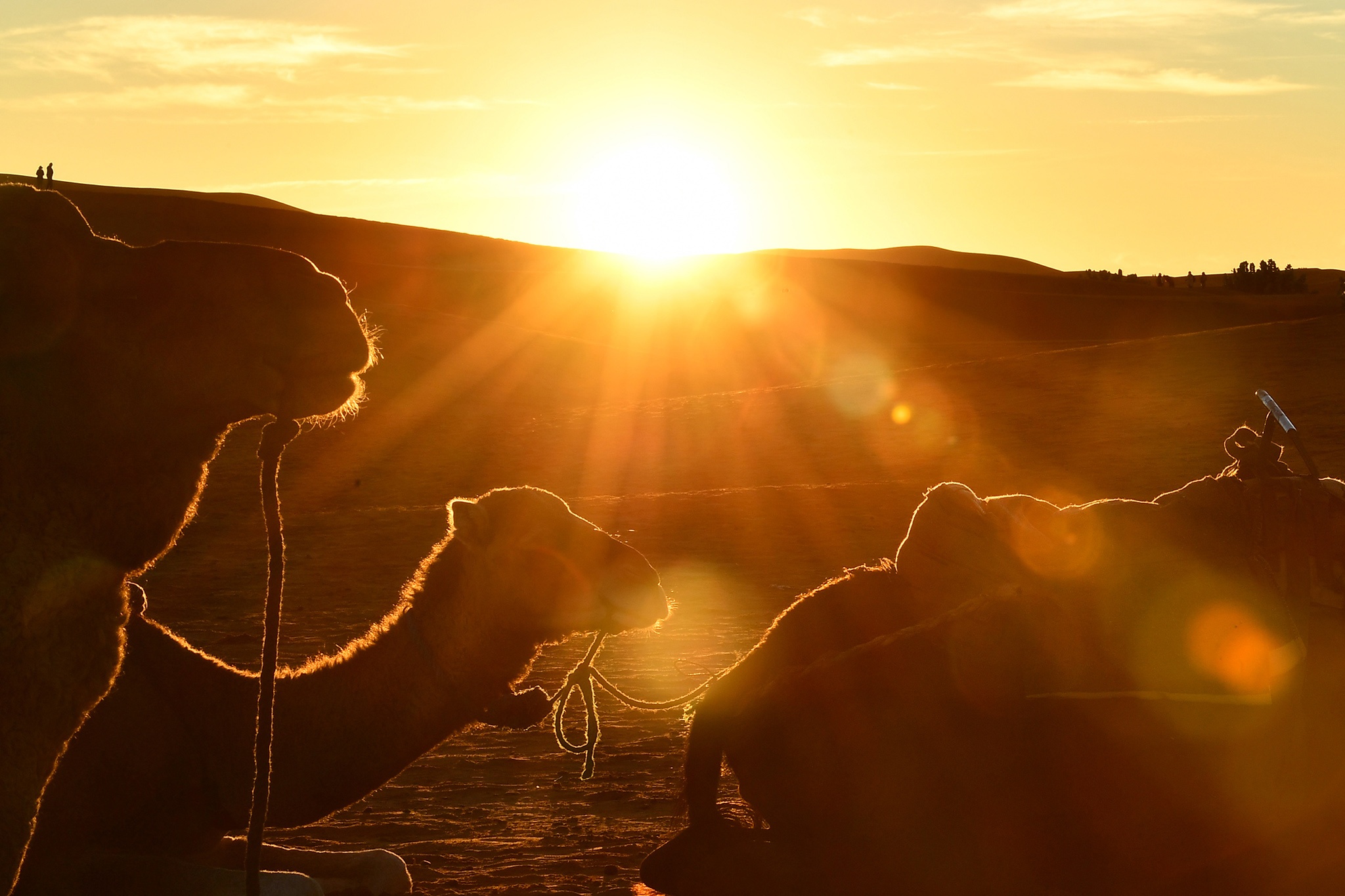 cuoi lac da o sa mac Sahara anh 1