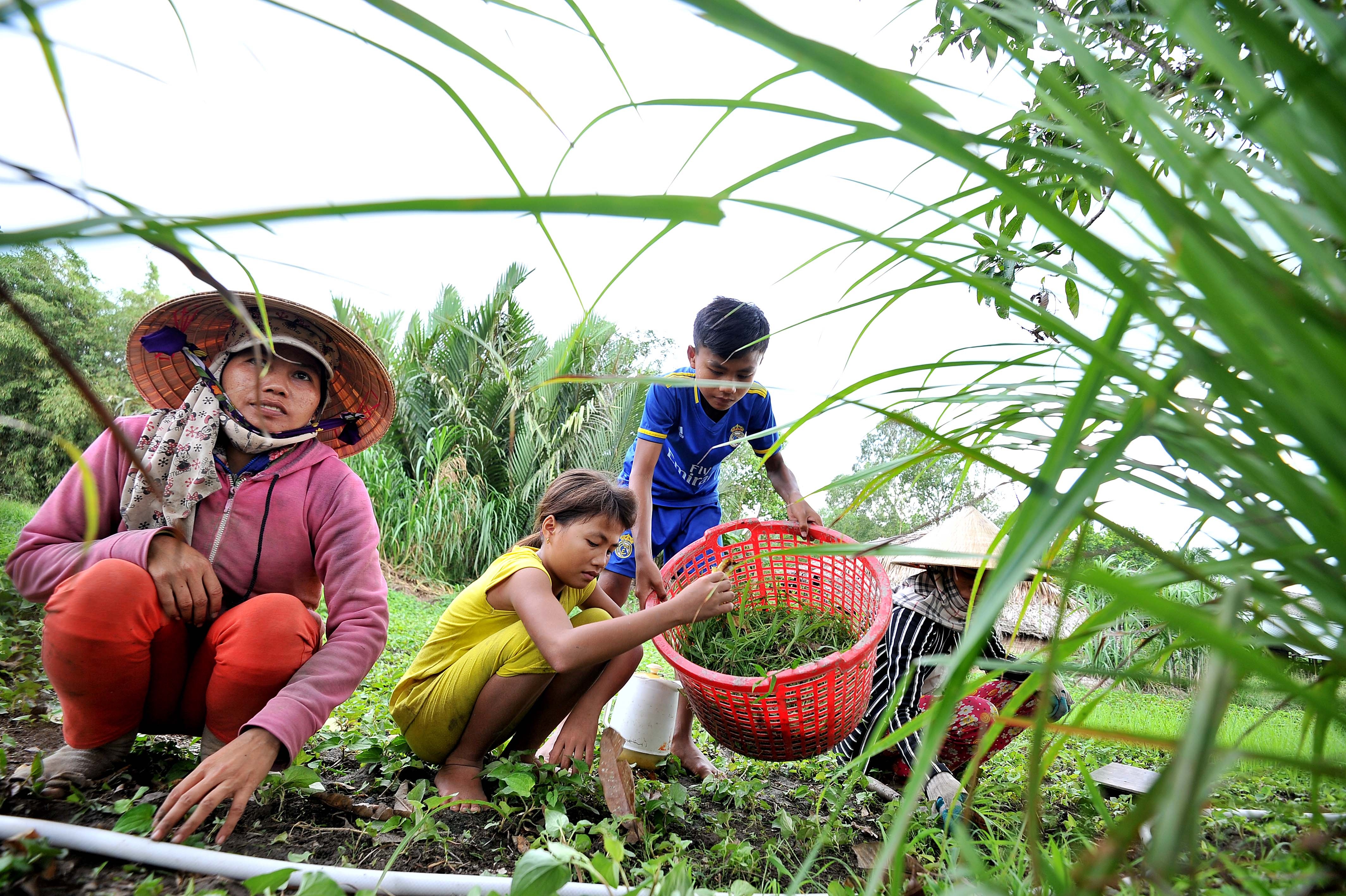 co be mat xanh o Kien Giang anh 18