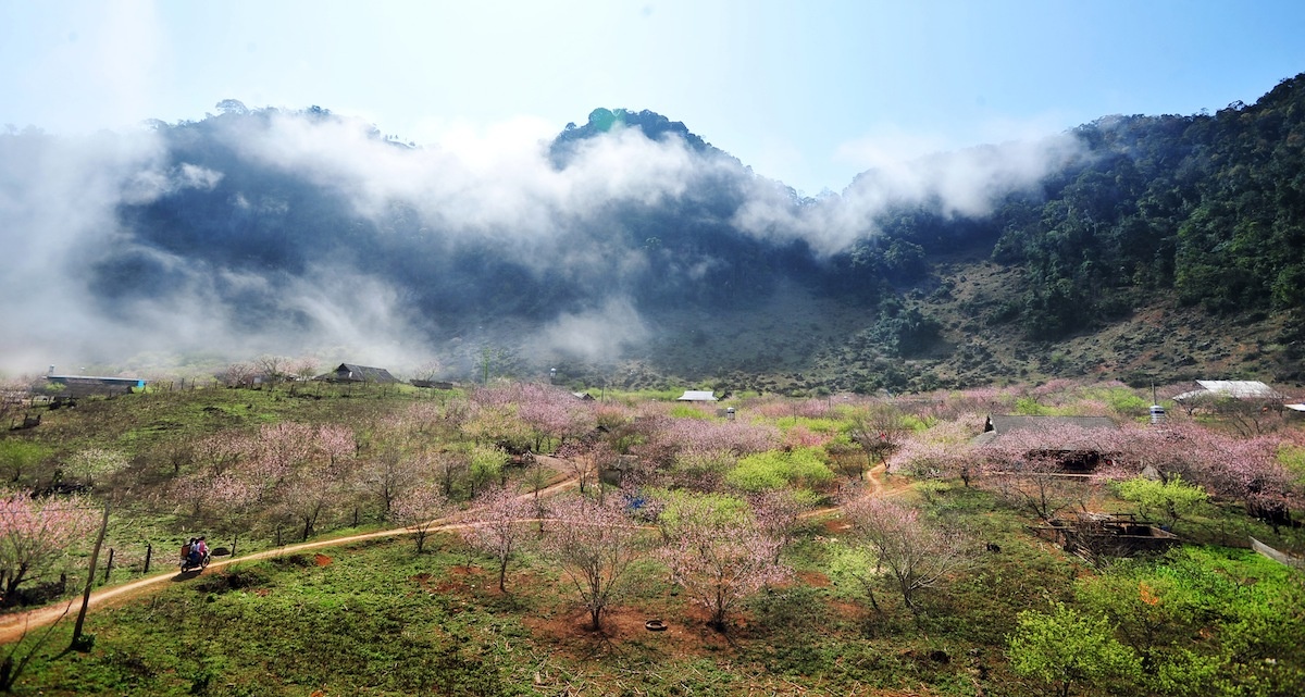 hoa xuan moi mien To quoc anh 4