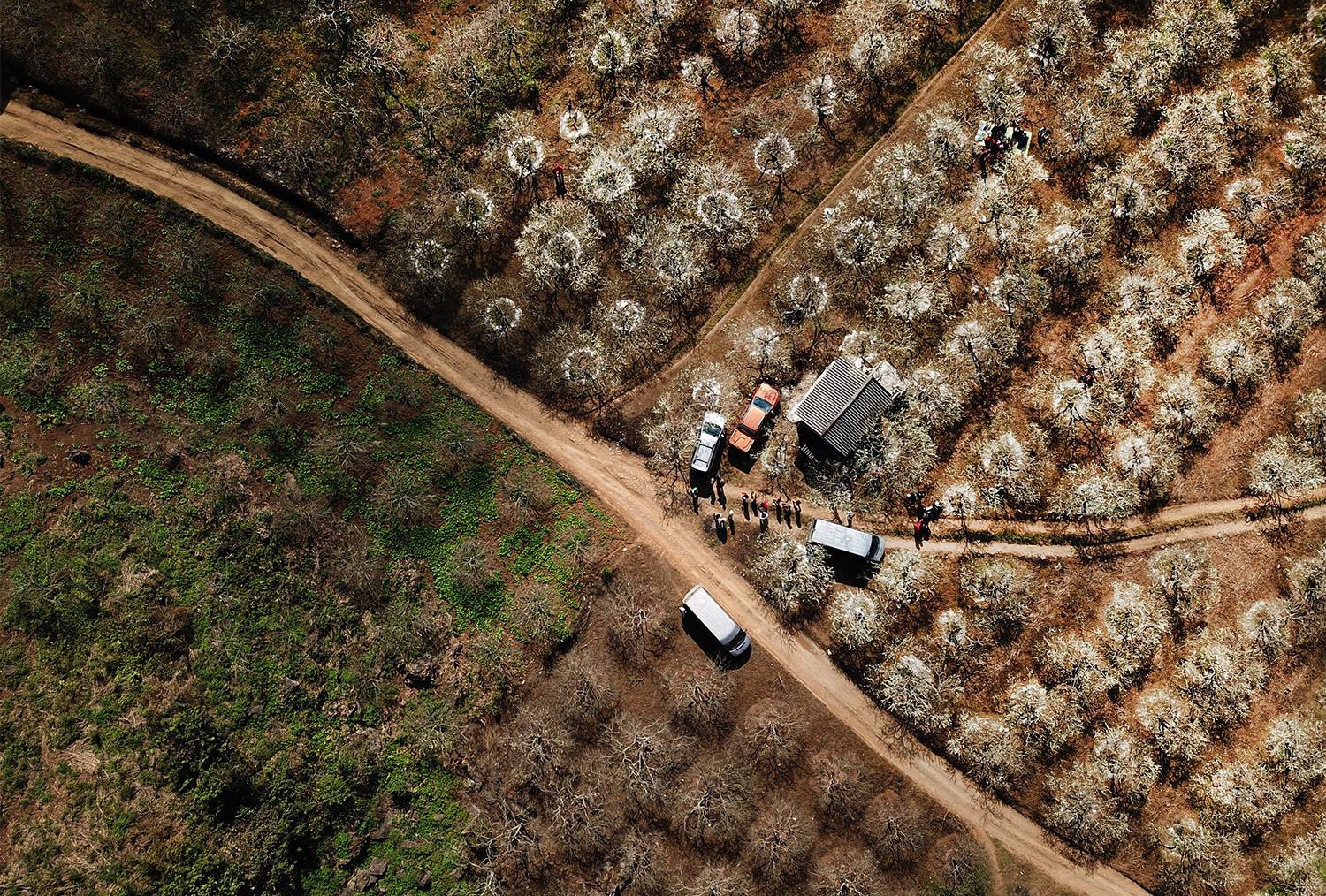 hoa xuan moi mien To quoc anh 8