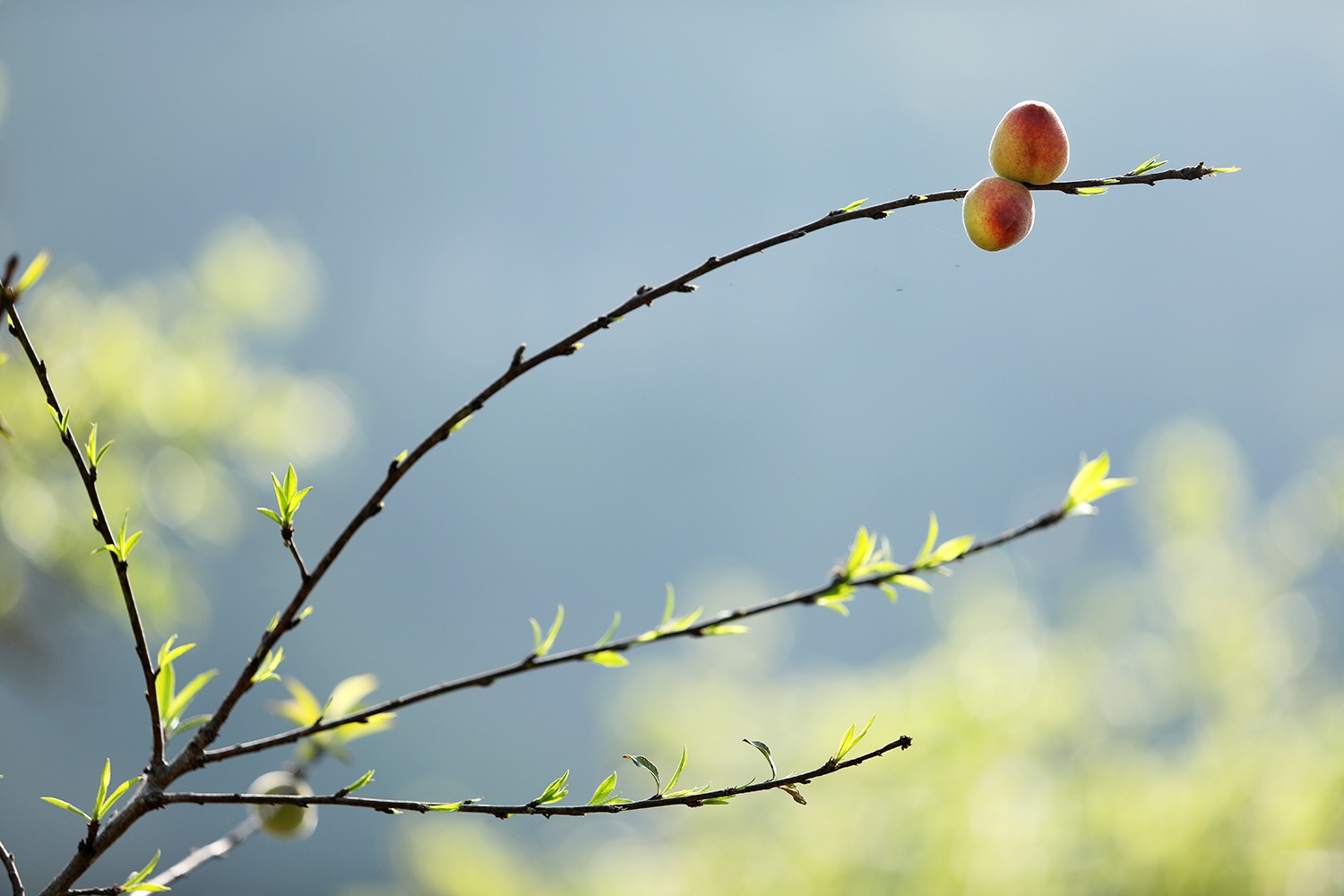 hoa xuan moi mien To quoc anh 6