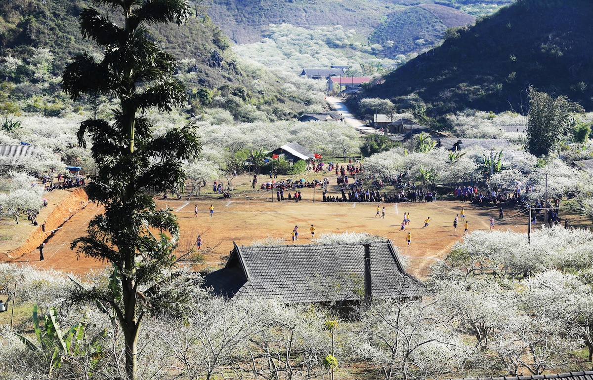 hoa xuan moi mien To quoc anh 5