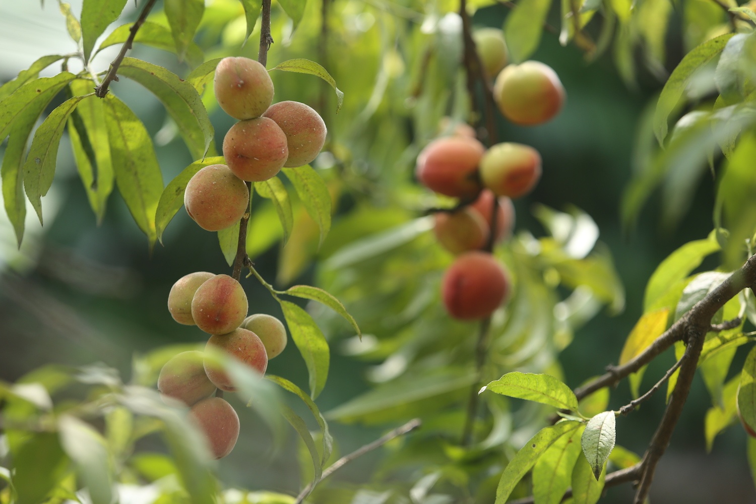 hoa xuan moi mien To quoc anh 7