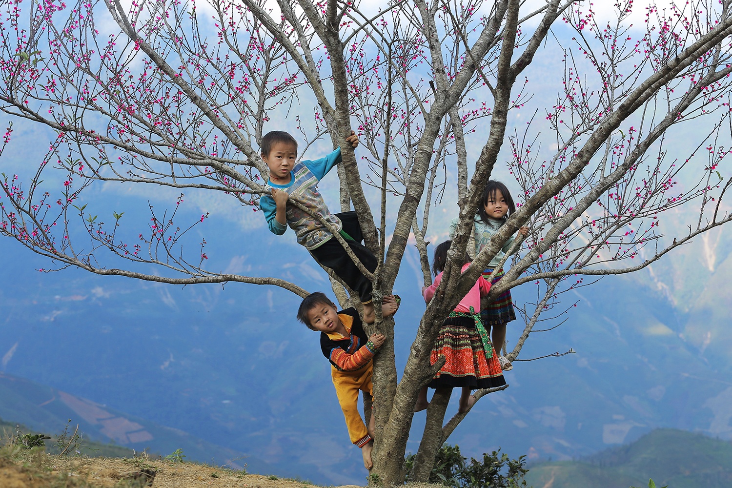 hoa xuan moi mien To quoc anh 10