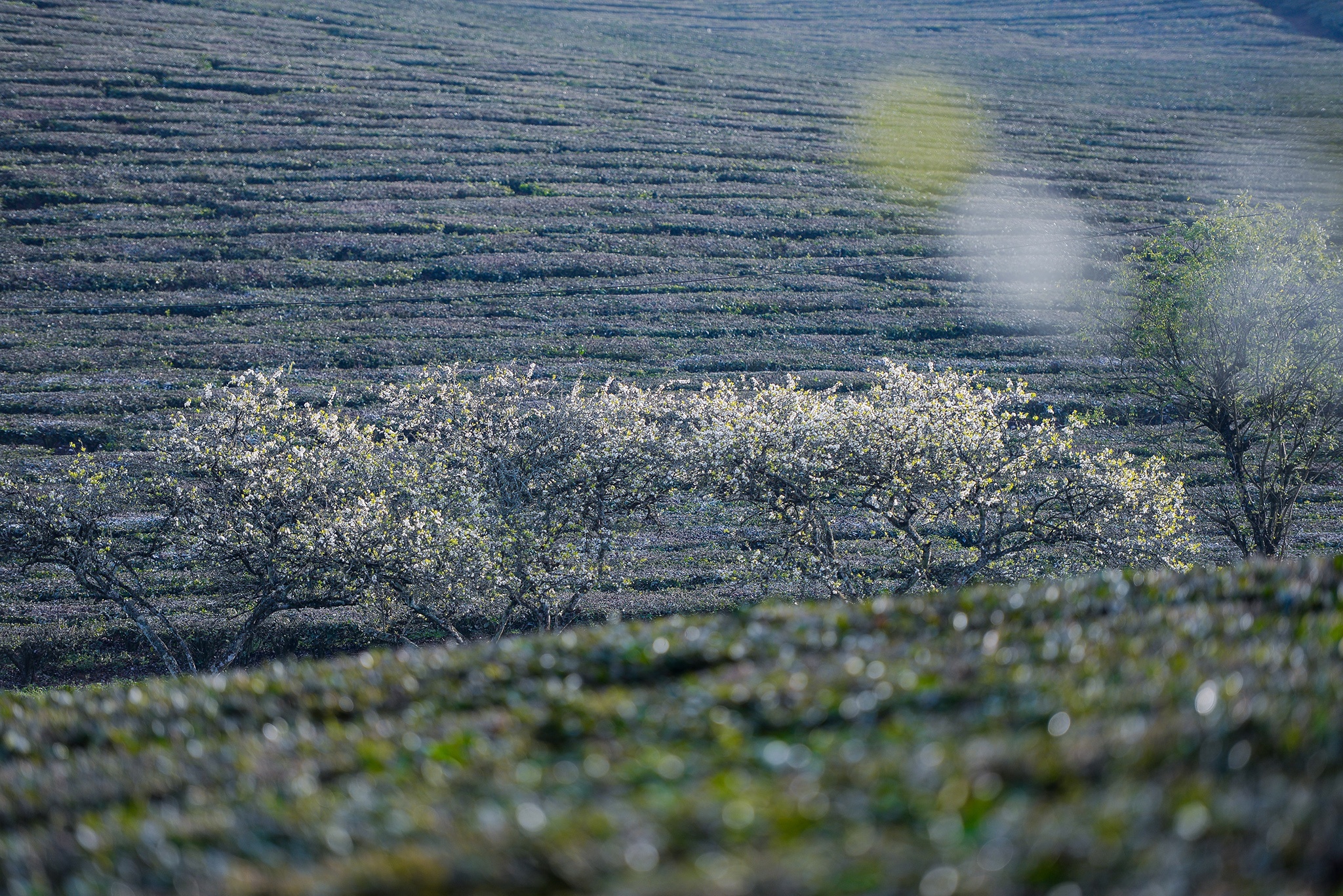 hoa xuan moi mien To quoc anh 31